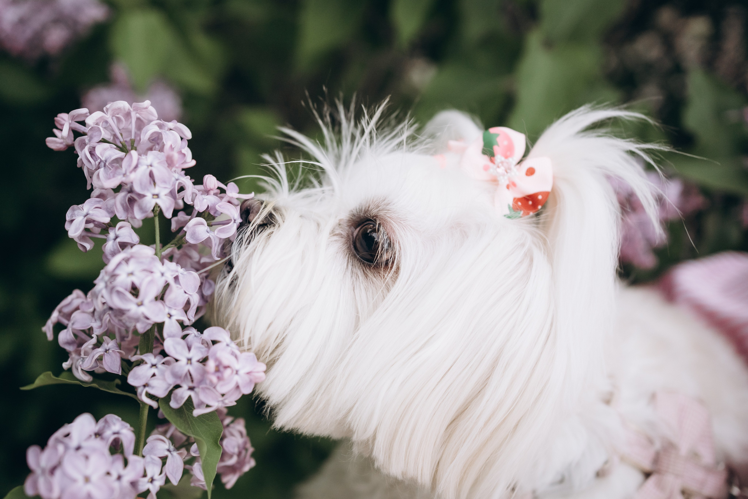 Лиза. Фотограф-анималист Анастасия Большакова