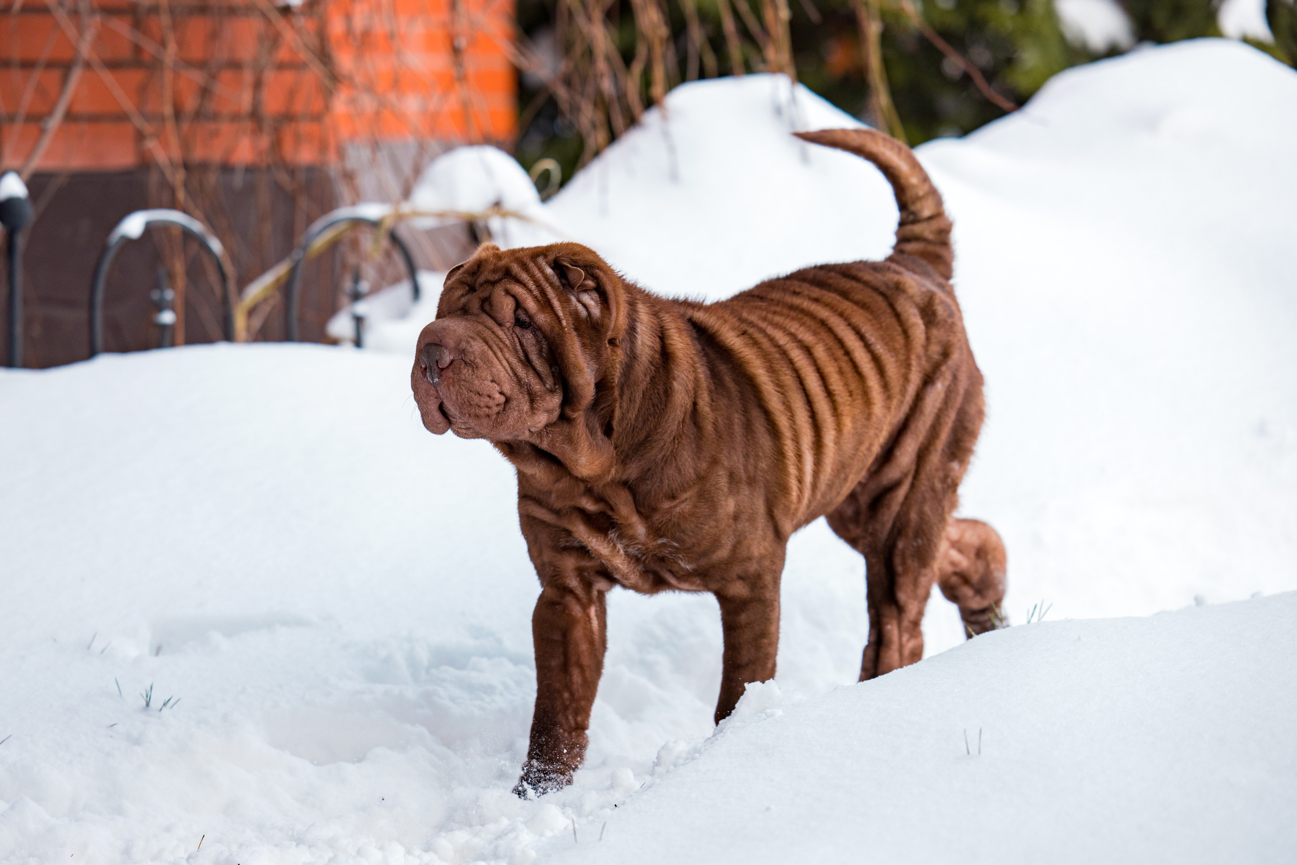 В гостях у шарпеев 16.01.2024. Фотограф-анималист Юлия Германика