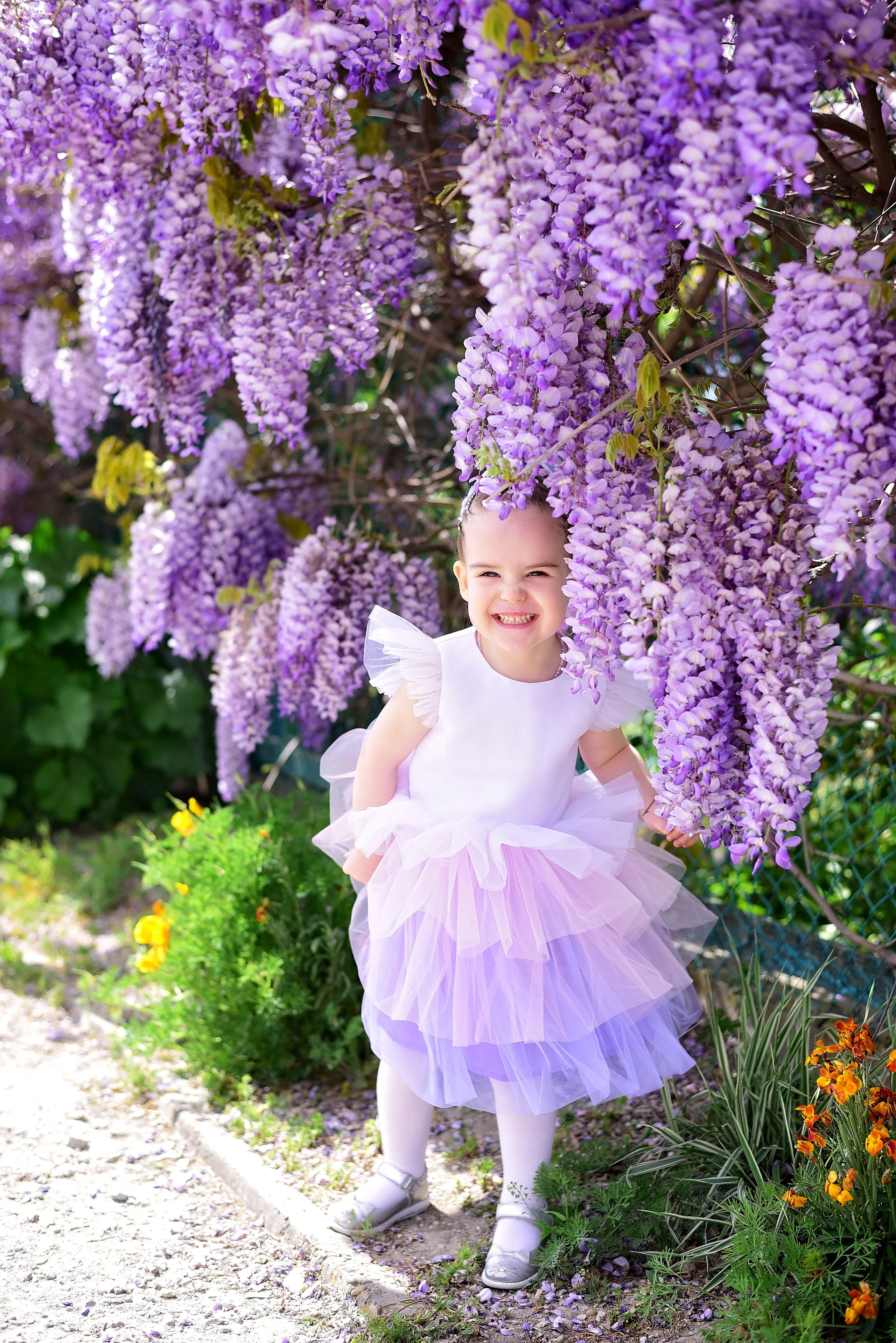 Глициния. Главная