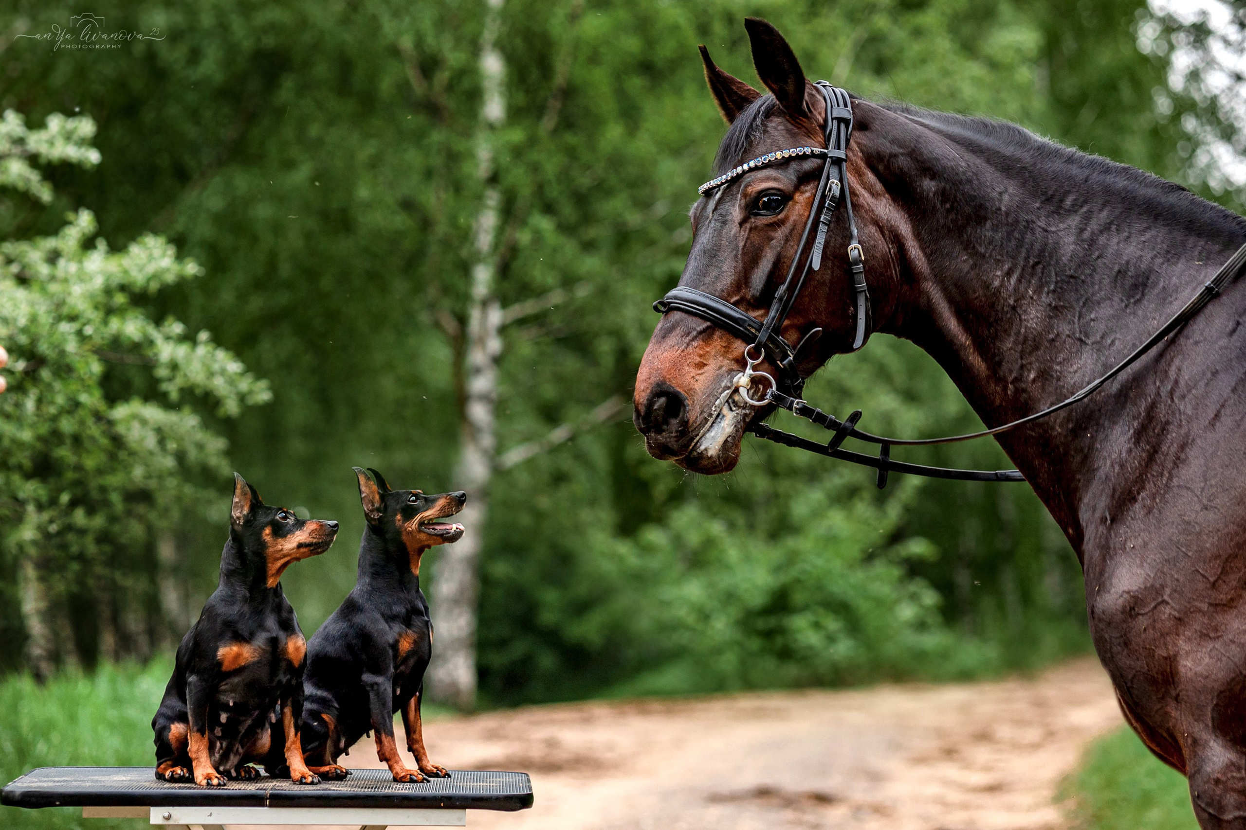 Конное…. Фотограф анималист Аня Ливанова | Рыбинск