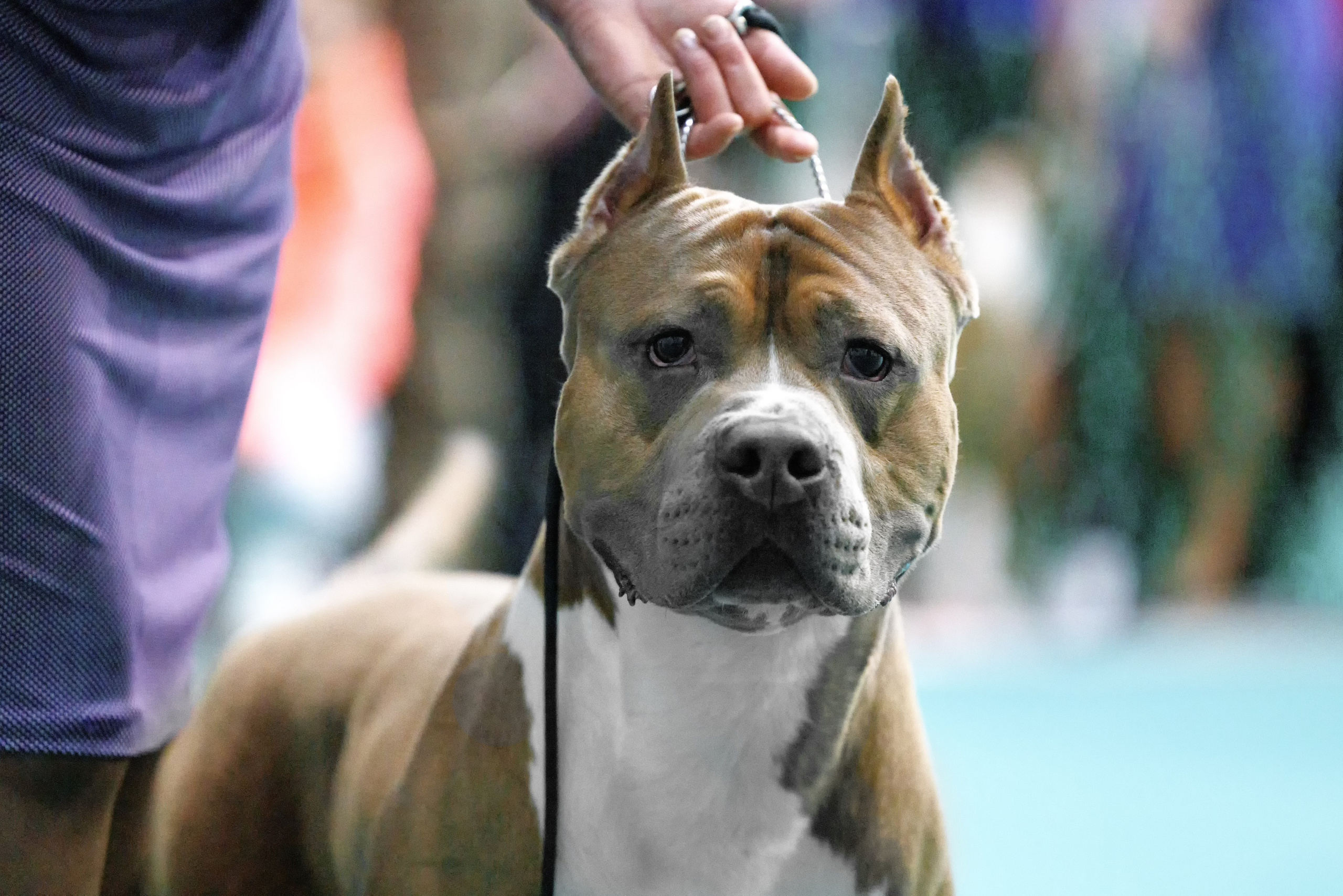 Крокус 10.02,Сфера 11.02.2024. Фотограф-анималист Юлия Германика