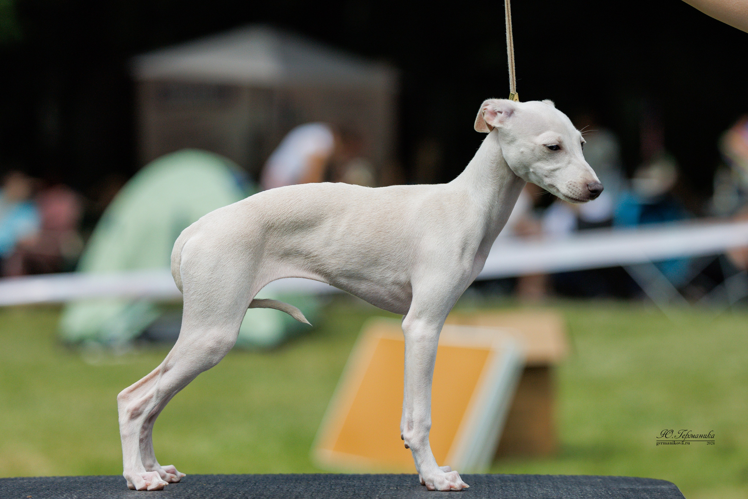 Ярославль 21.07.24 и Балашиха 13.07.24. Фотограф-анималист Юлия Германика