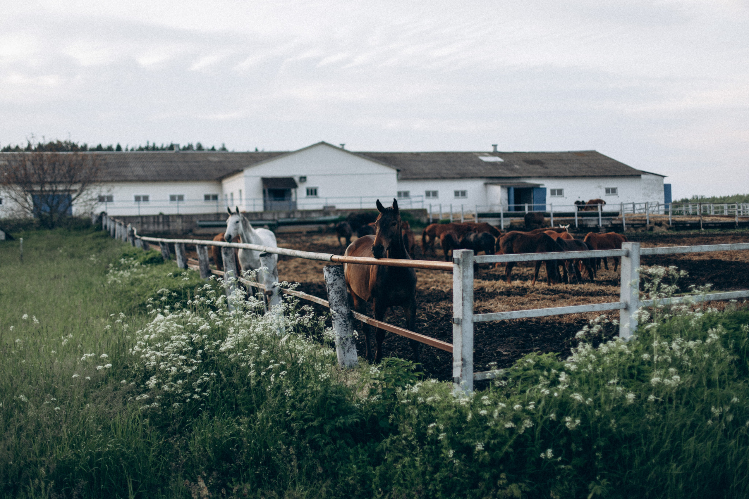 Что-то на закатном. Репортажный и детский фотограф в Минске