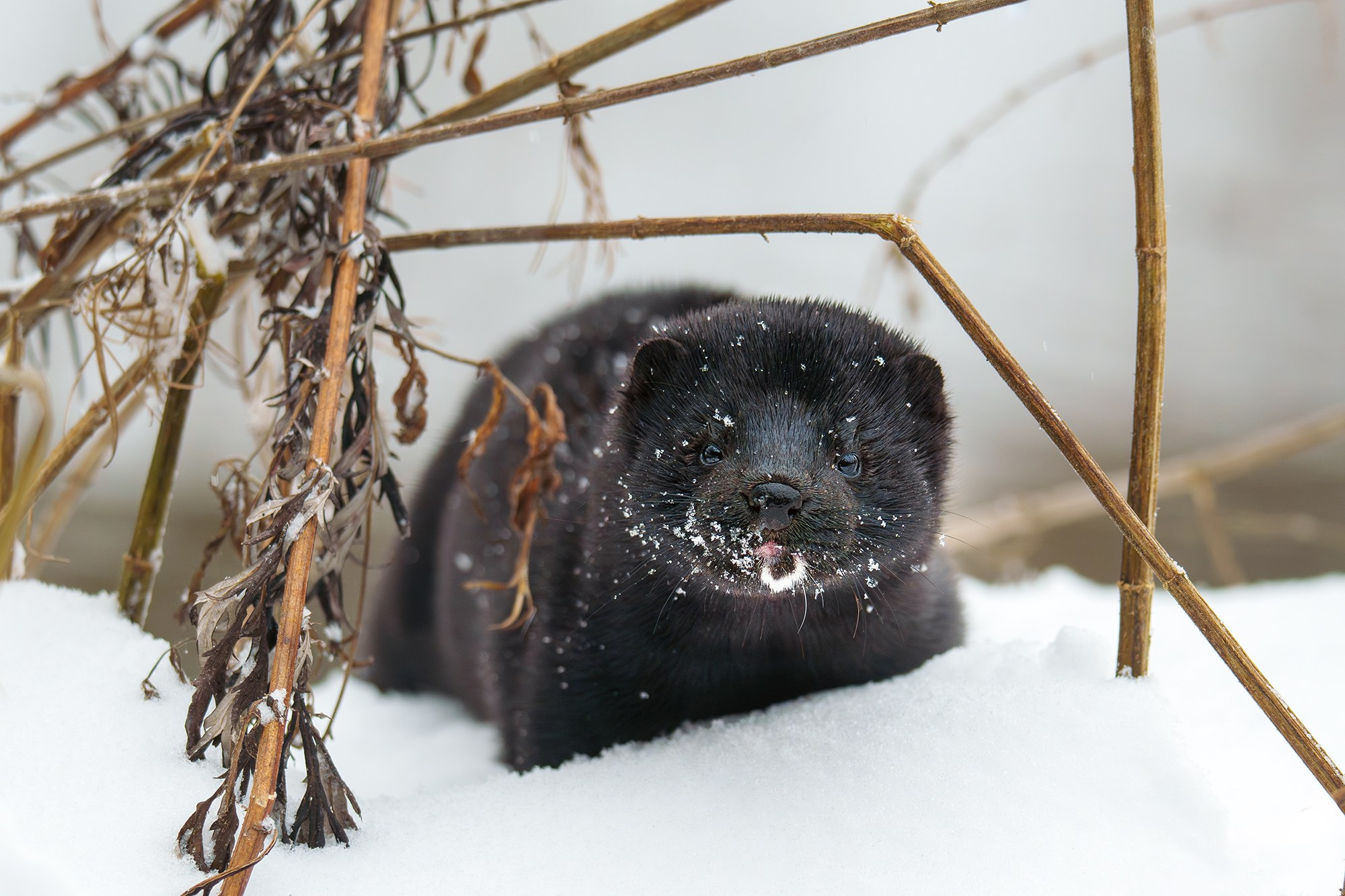 Животные. Ваш личный фотограф Марина Волкова