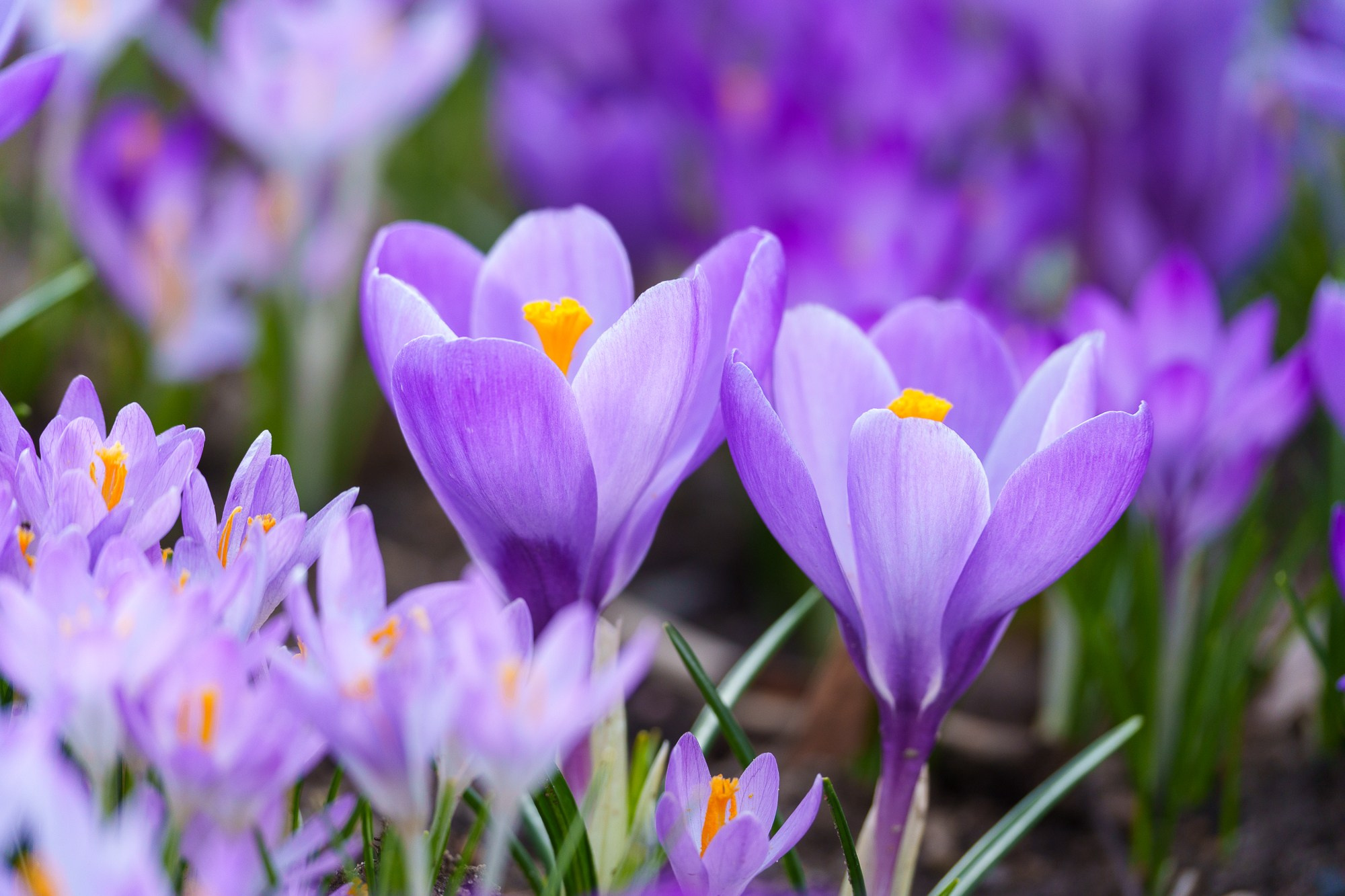 Цветы. Ваш личный фотограф Марина Волкова