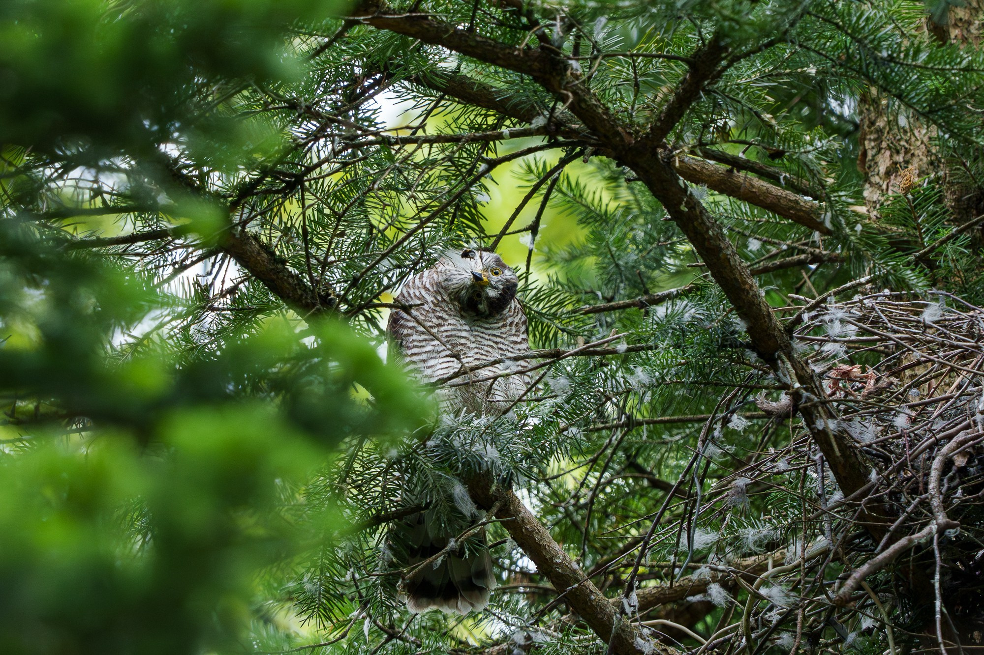 Удивительные мир птиц. Вокруг нас столько прекрасного — присмотритесь!. Ваш личный фотограф Марина Волкова