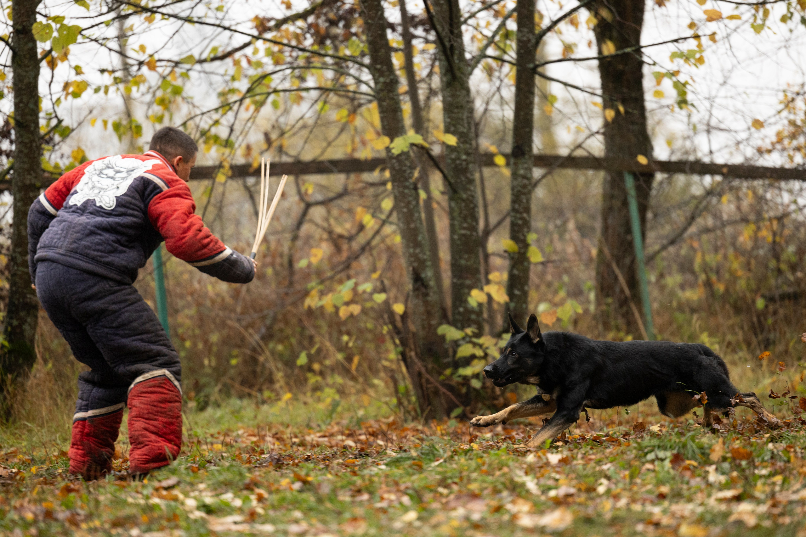 Соревнования по Мондьорингу г. Вологда. Фотограф-анималист Анна Маринич