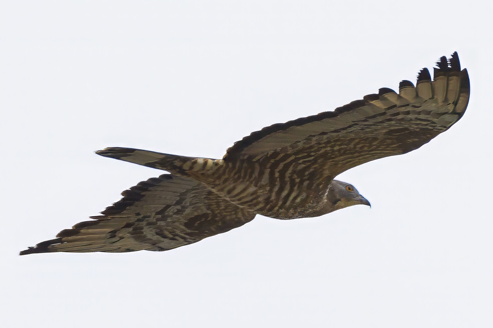 Хохлатый осоед. Photomantis