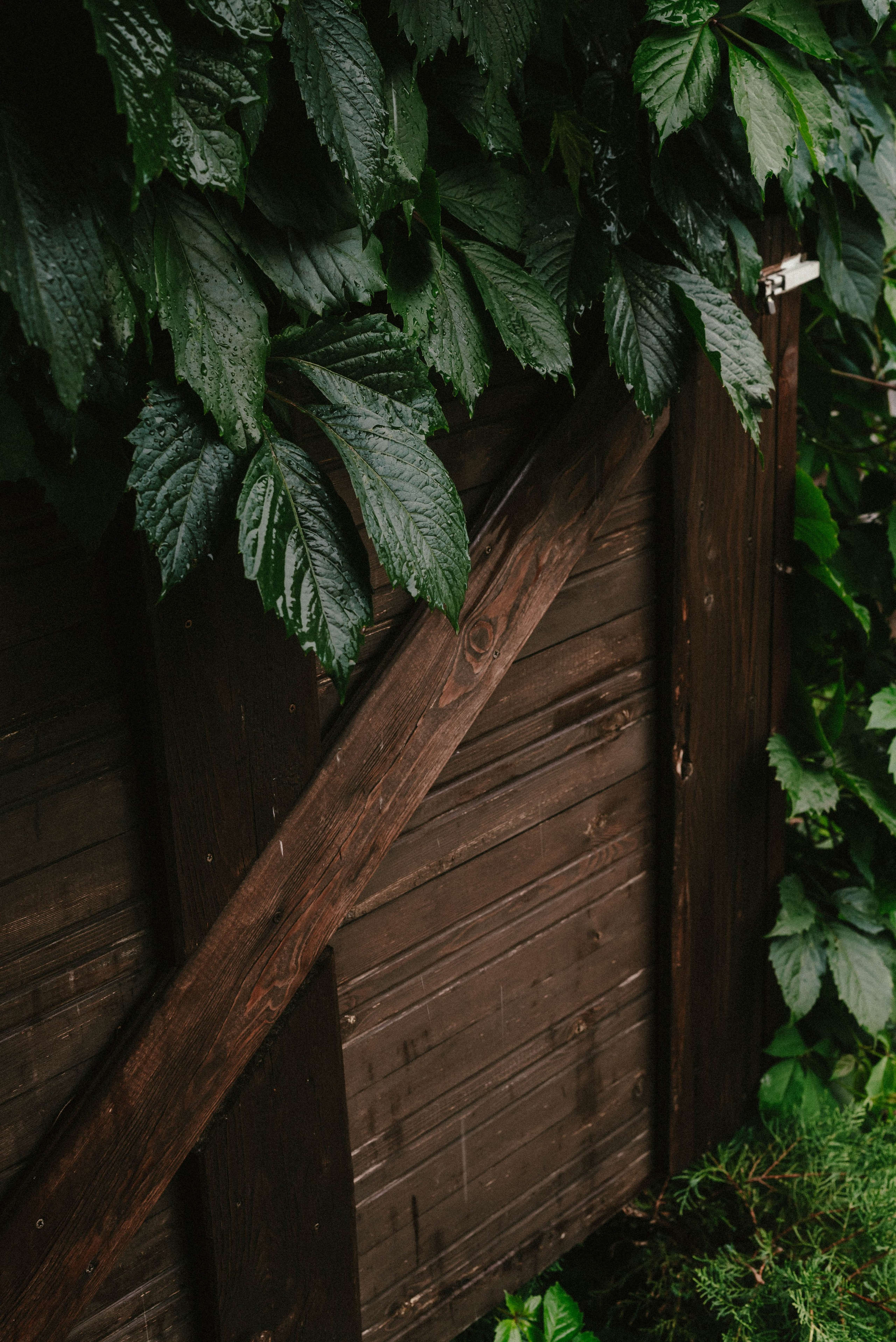 Лесное царство Оксаны. Свадебный и семейный фотограф в Новосибирске, Санкт-Петербурге, Москве
