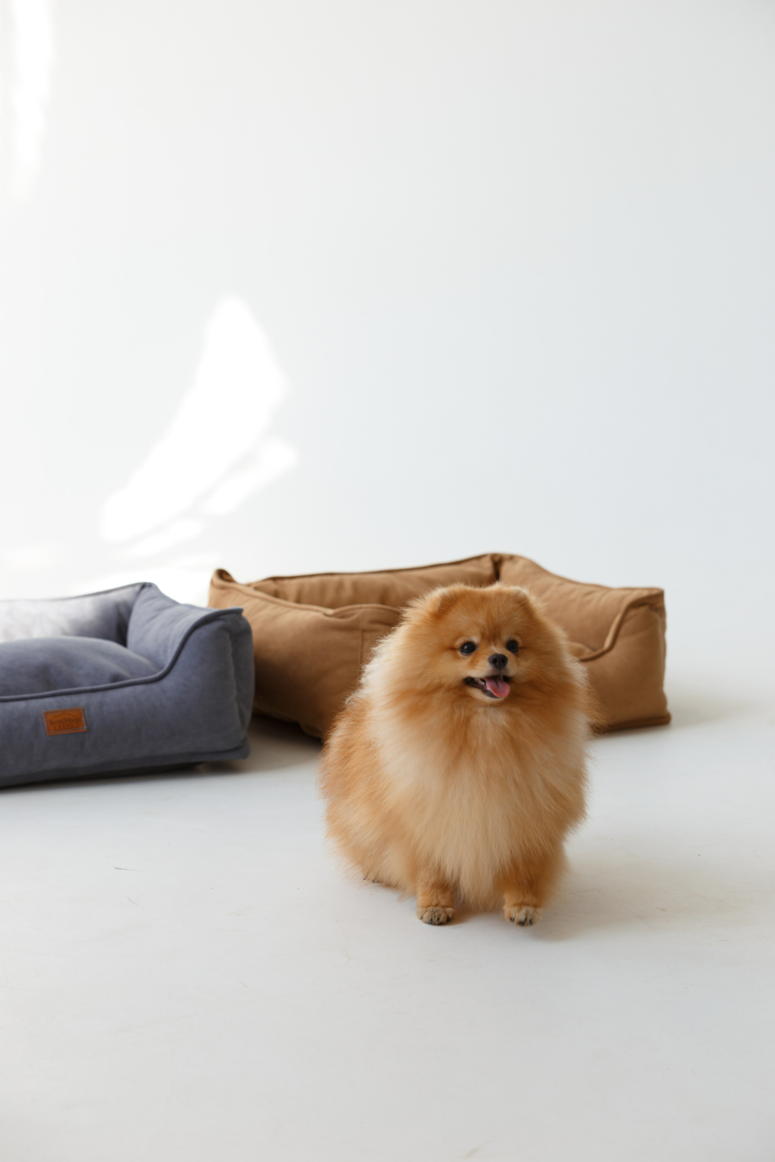 Boonwood Pets лежанки для животных. Фотограф анималист Кристина Карпова, Москва