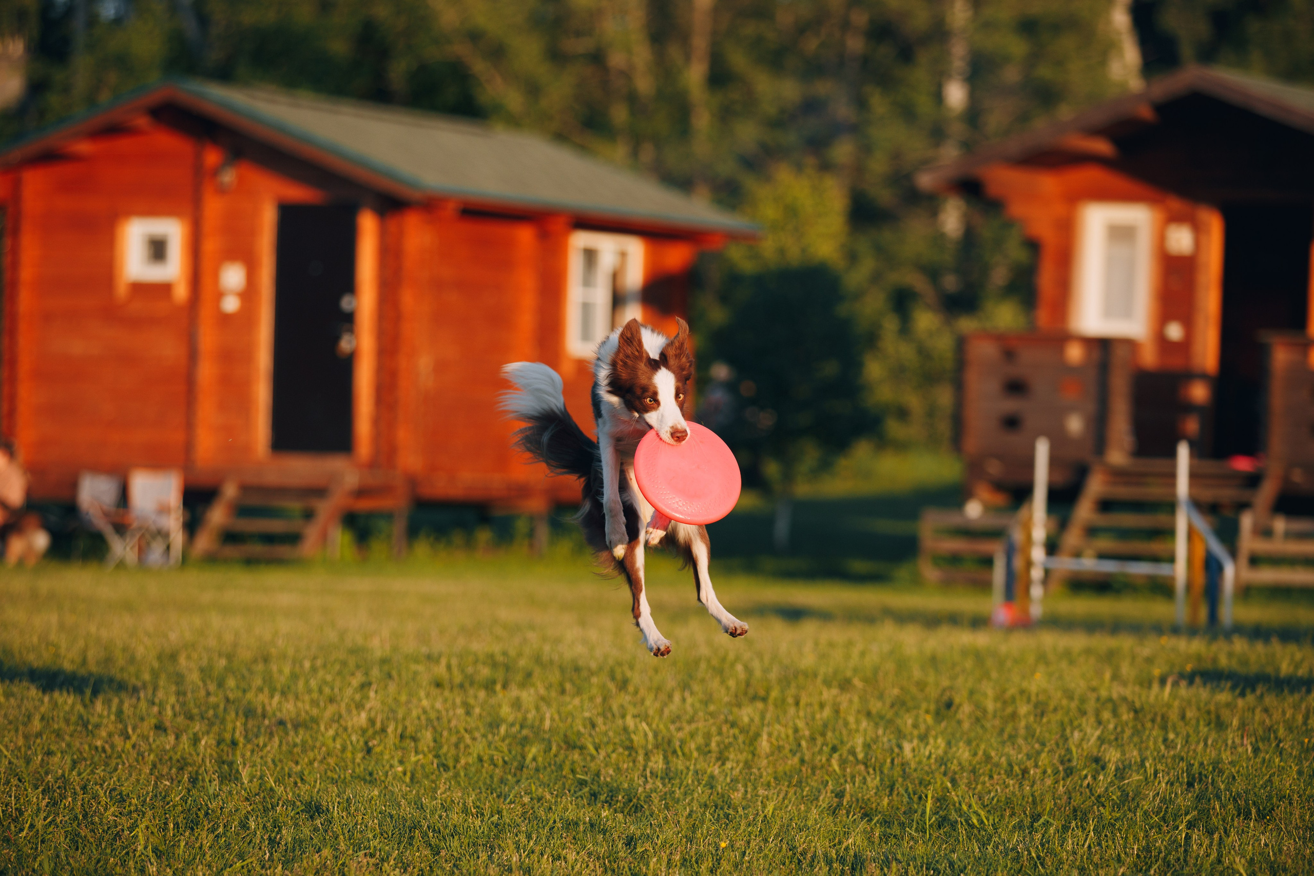 Кинологический лагерь в Горыныче. Фотограф анималист Кристина Карпова, Москва