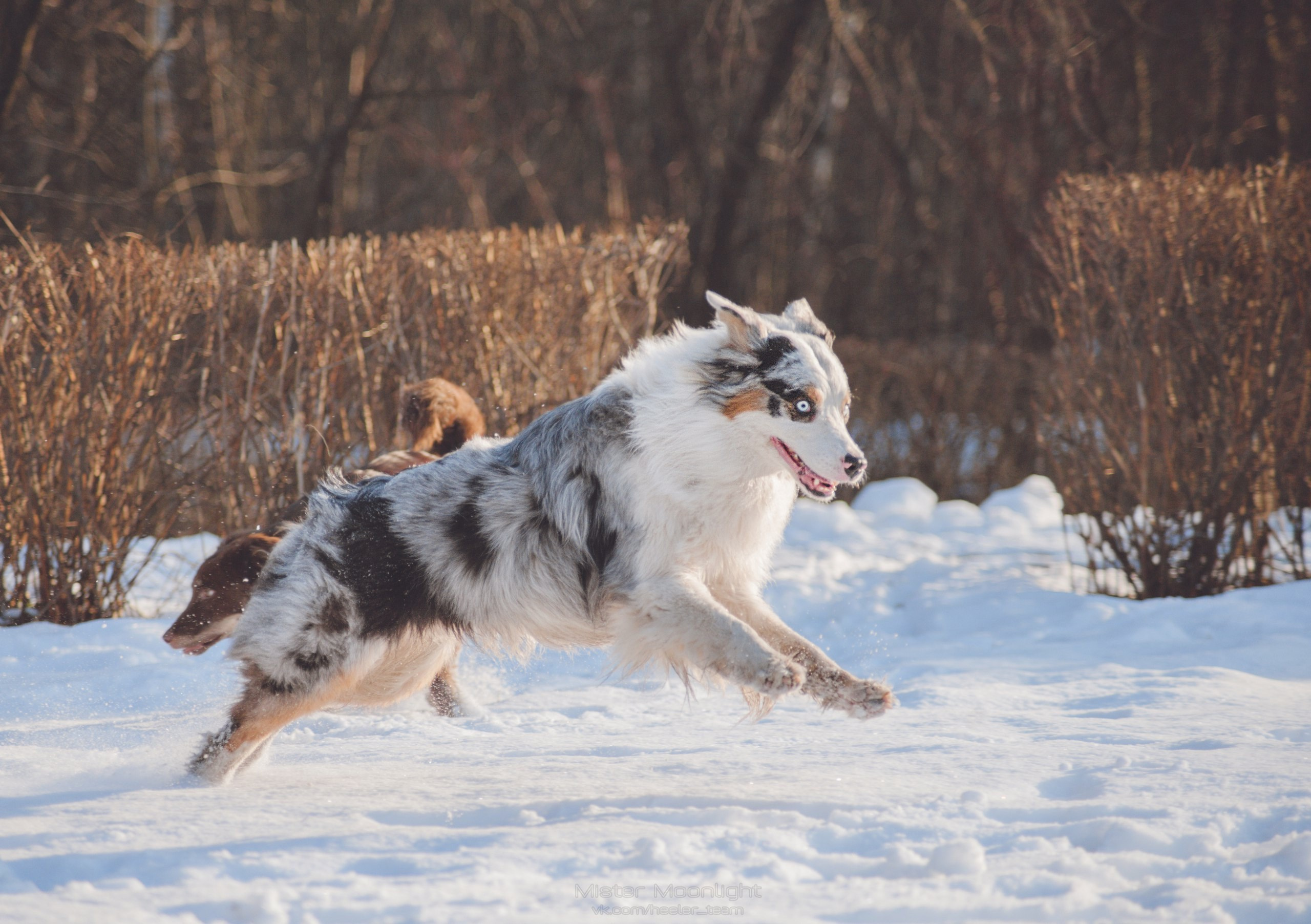 Рысь. BLGKV питомник собак