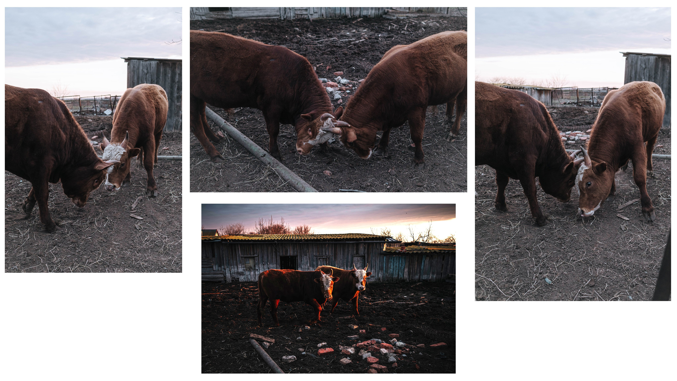 Животные. Фотограф Карина Шарова Москва