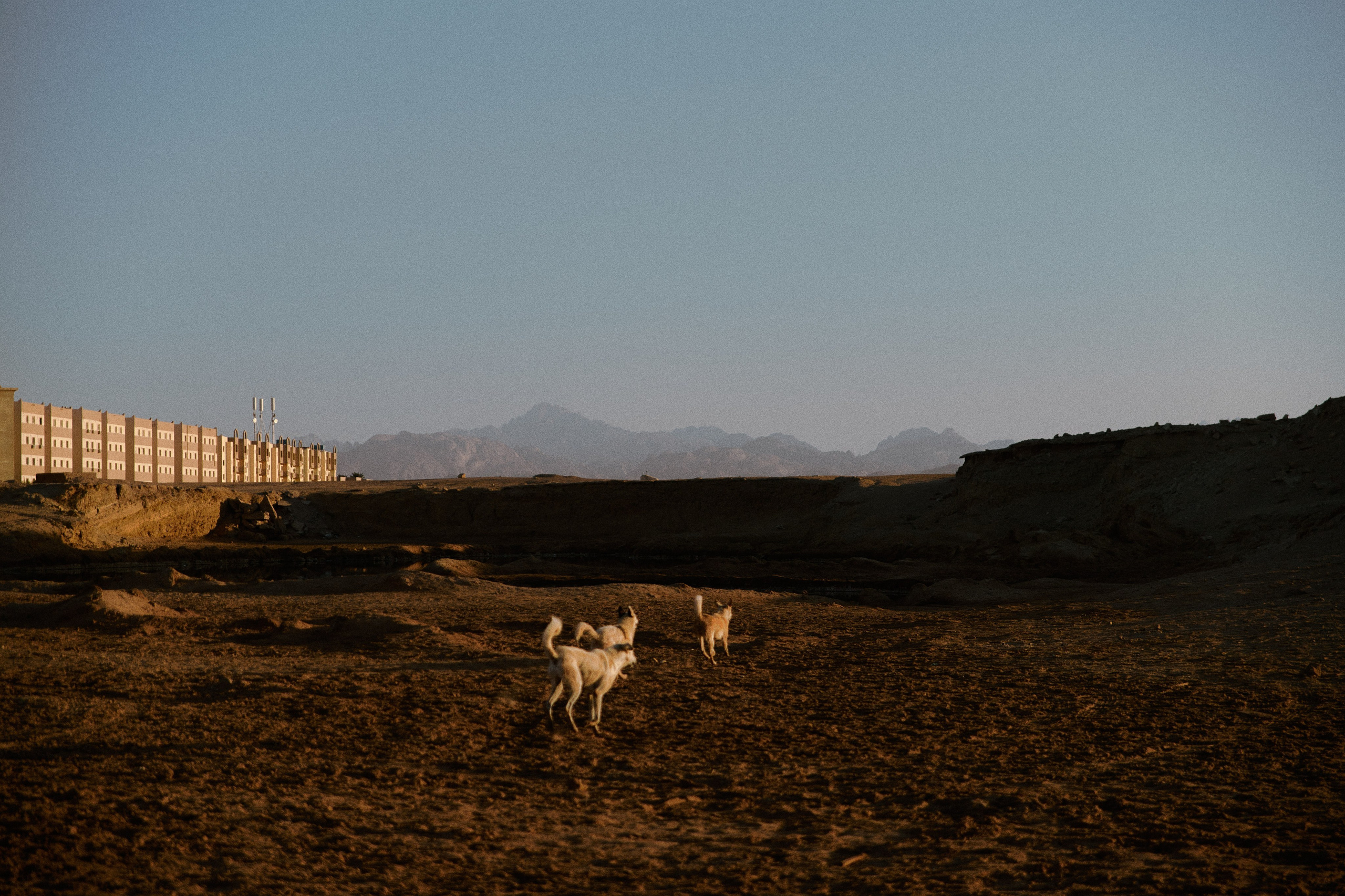 Лошадиная ферма. Jorgis — фотограф в Хургаде / обучение фотографии