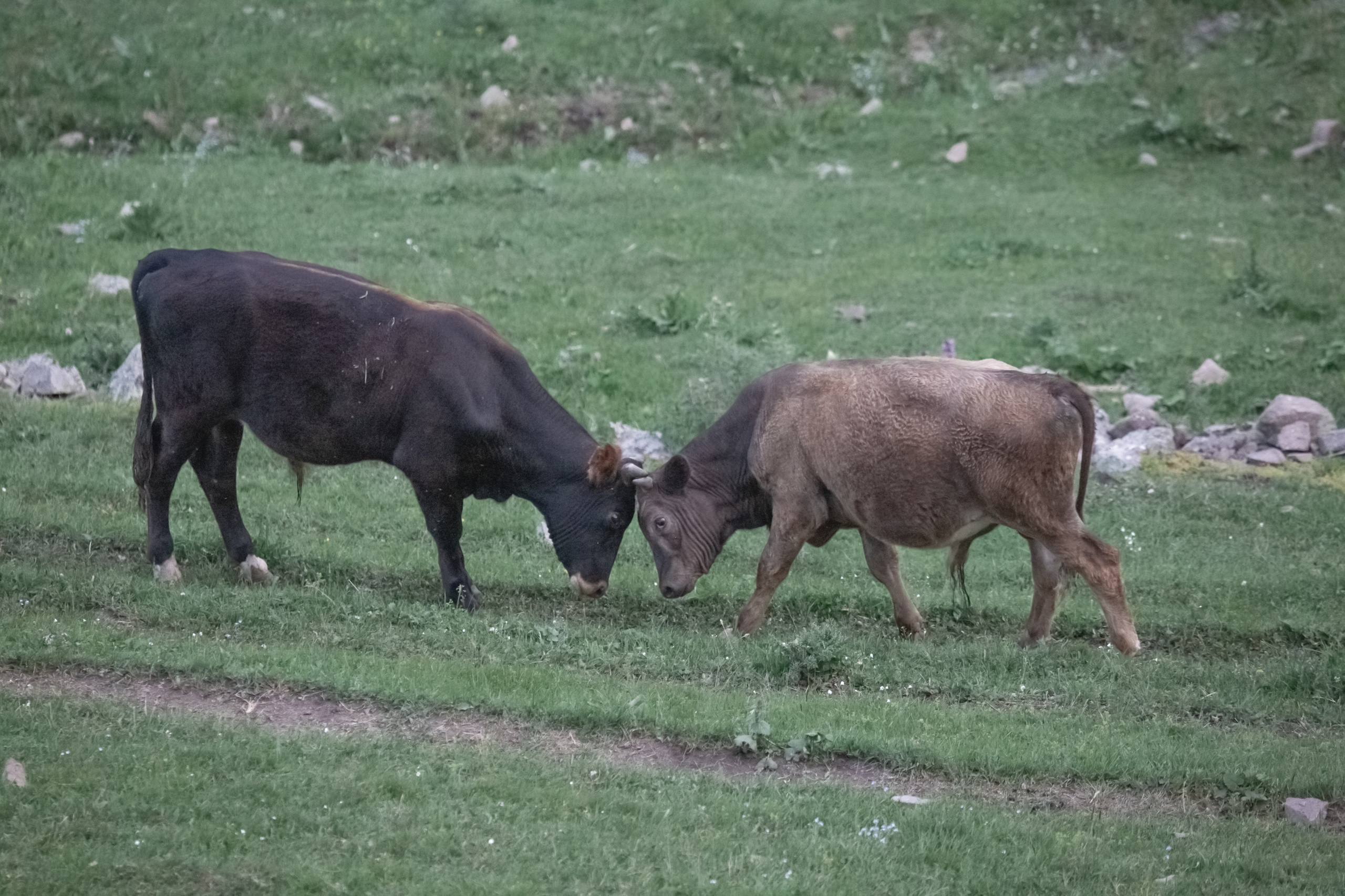 Бычки в Мухинском ущелье