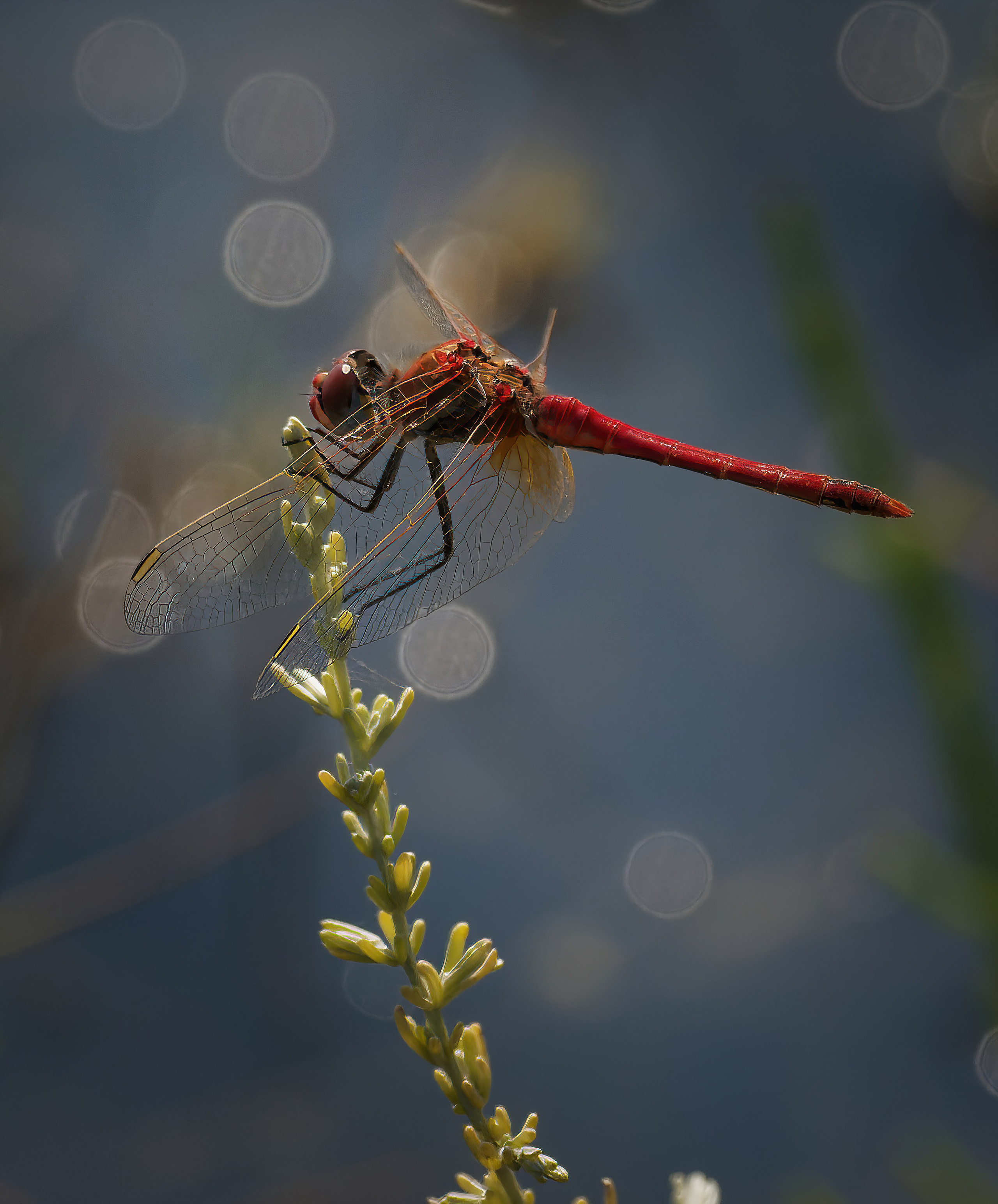 Остальные. Oles Paritskiy