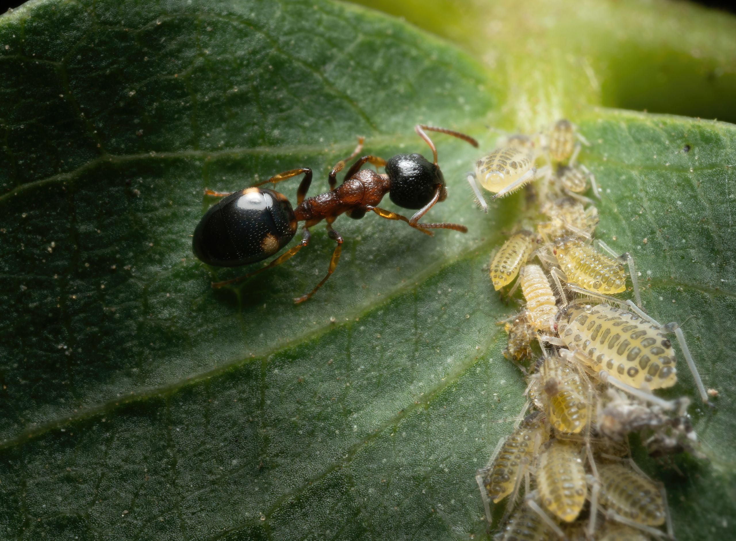 Муравьи. Oles Paritskiy