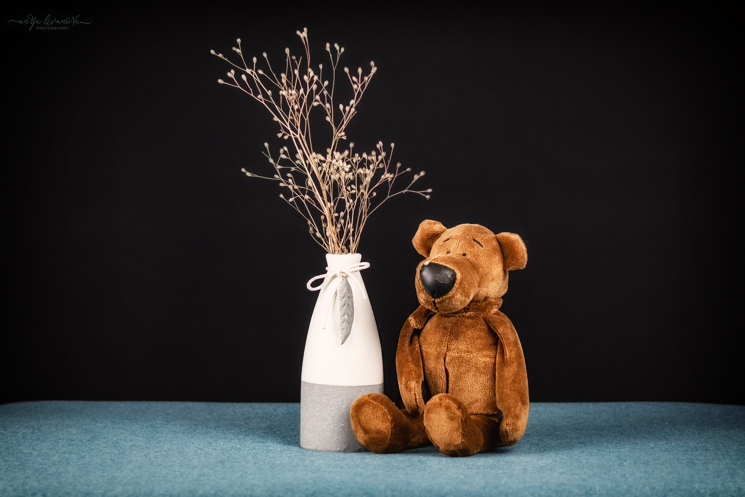 Черный фон. Фотограф анималист Аня Ливанова | Рыбинск