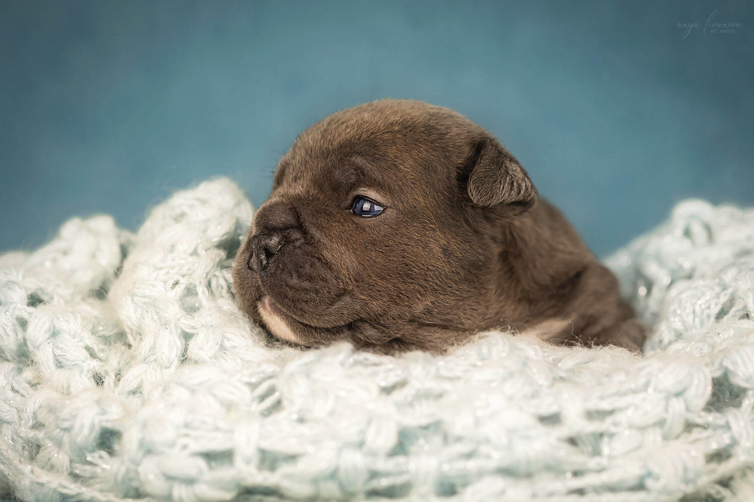 Амбулли. Фотограф анималист Аня Ливанова | Рыбинск