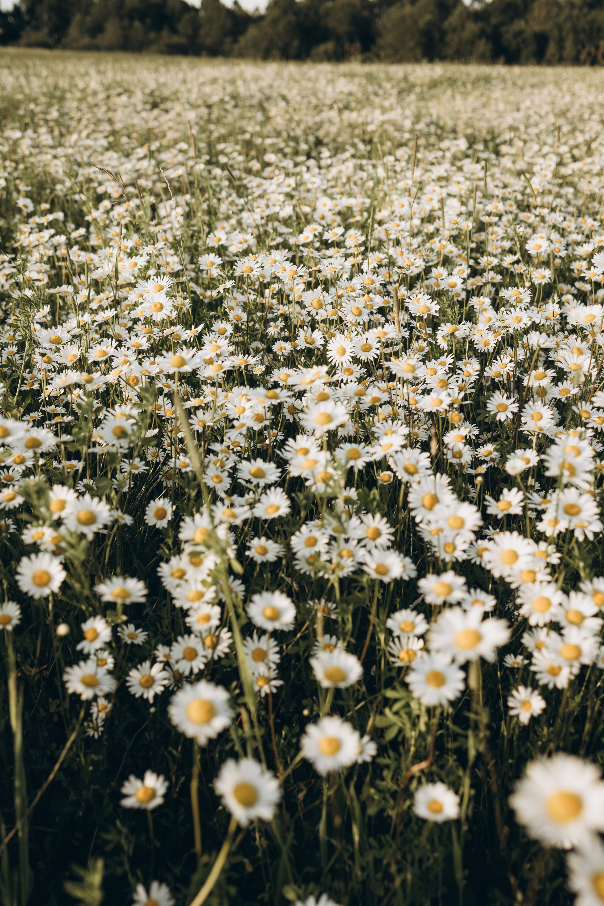 Маша и ромашки. Семейный фотограф в Москве Виктория Ястребинская
