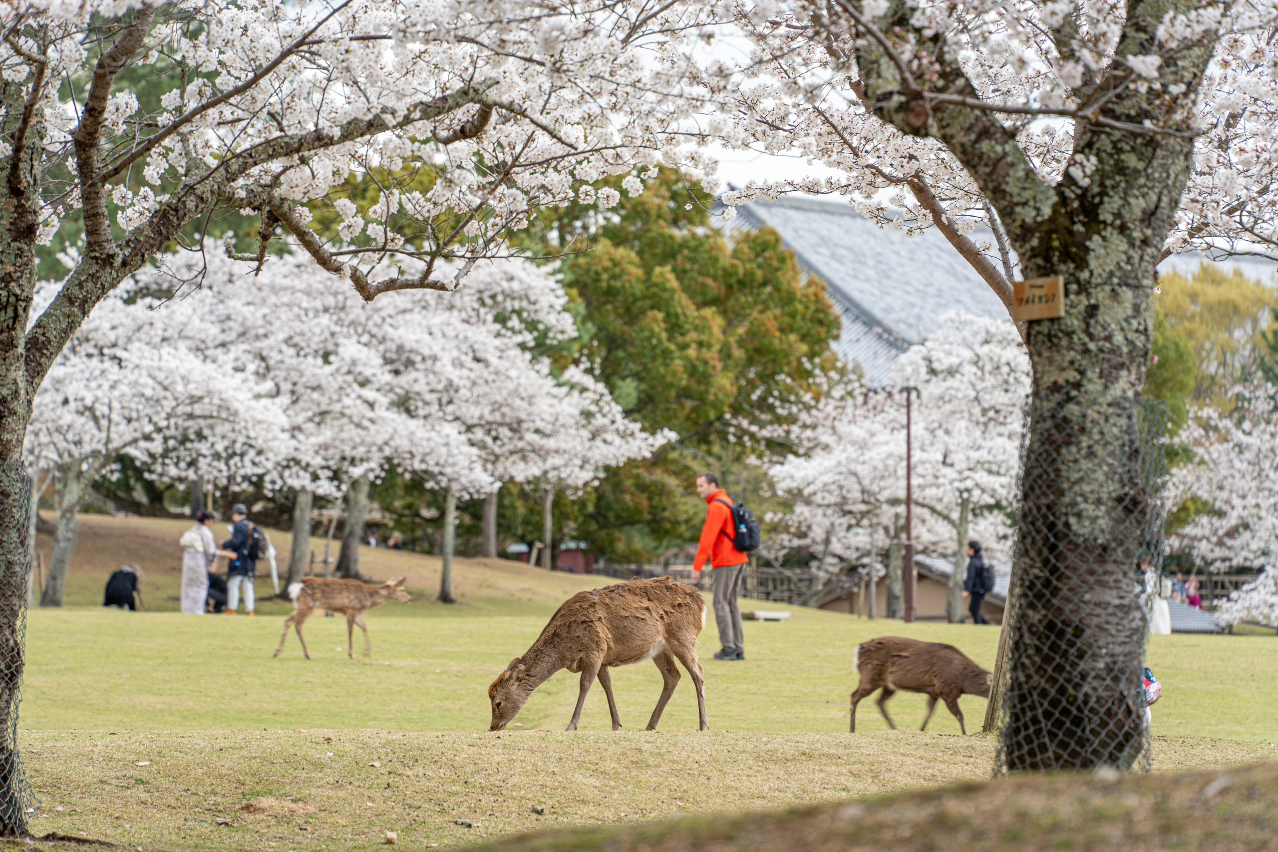 Япония, сакура. Творческие сьемки