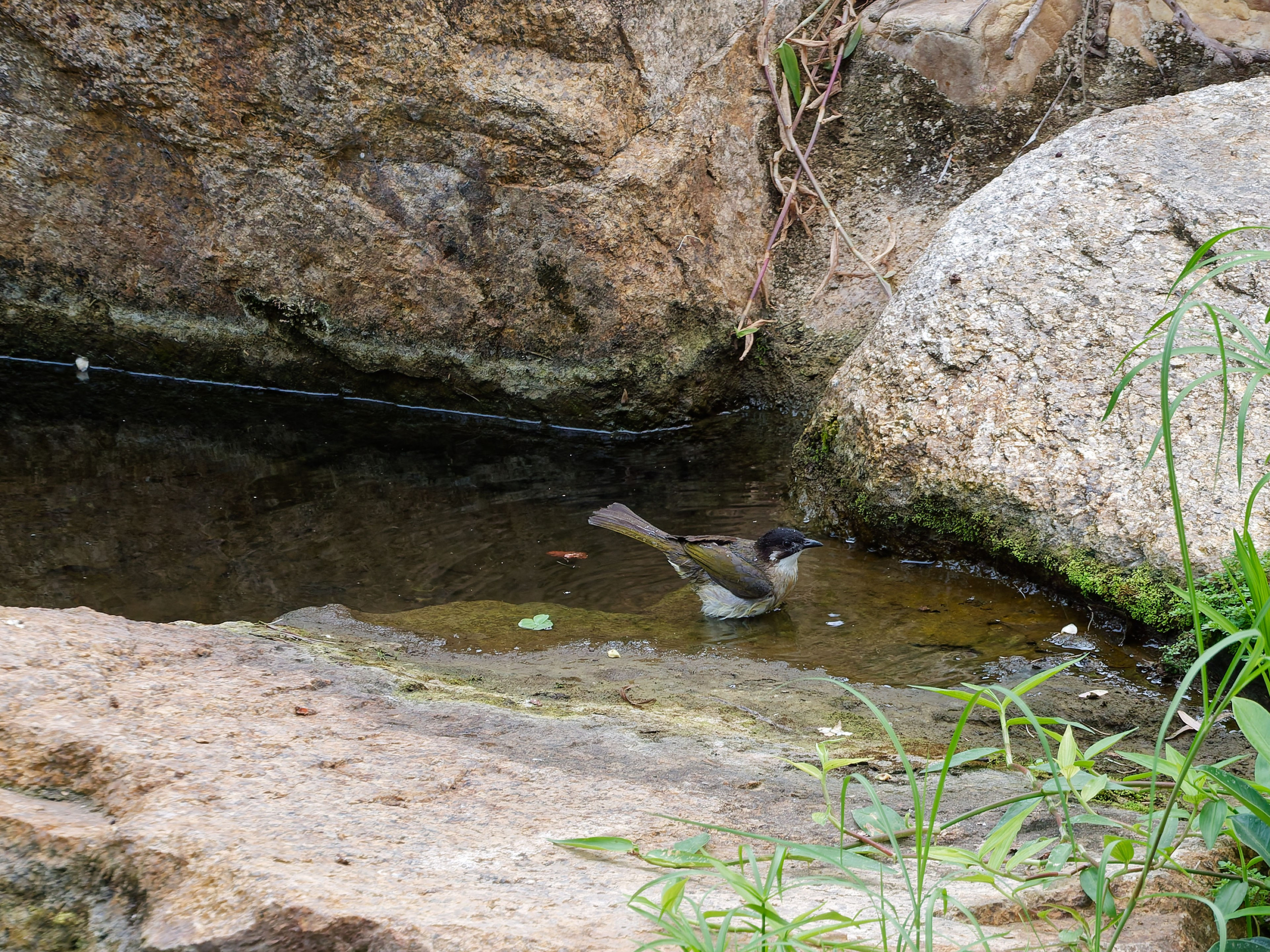 Хайнань 2026, птицы острова. Фотопрогулки по Миру