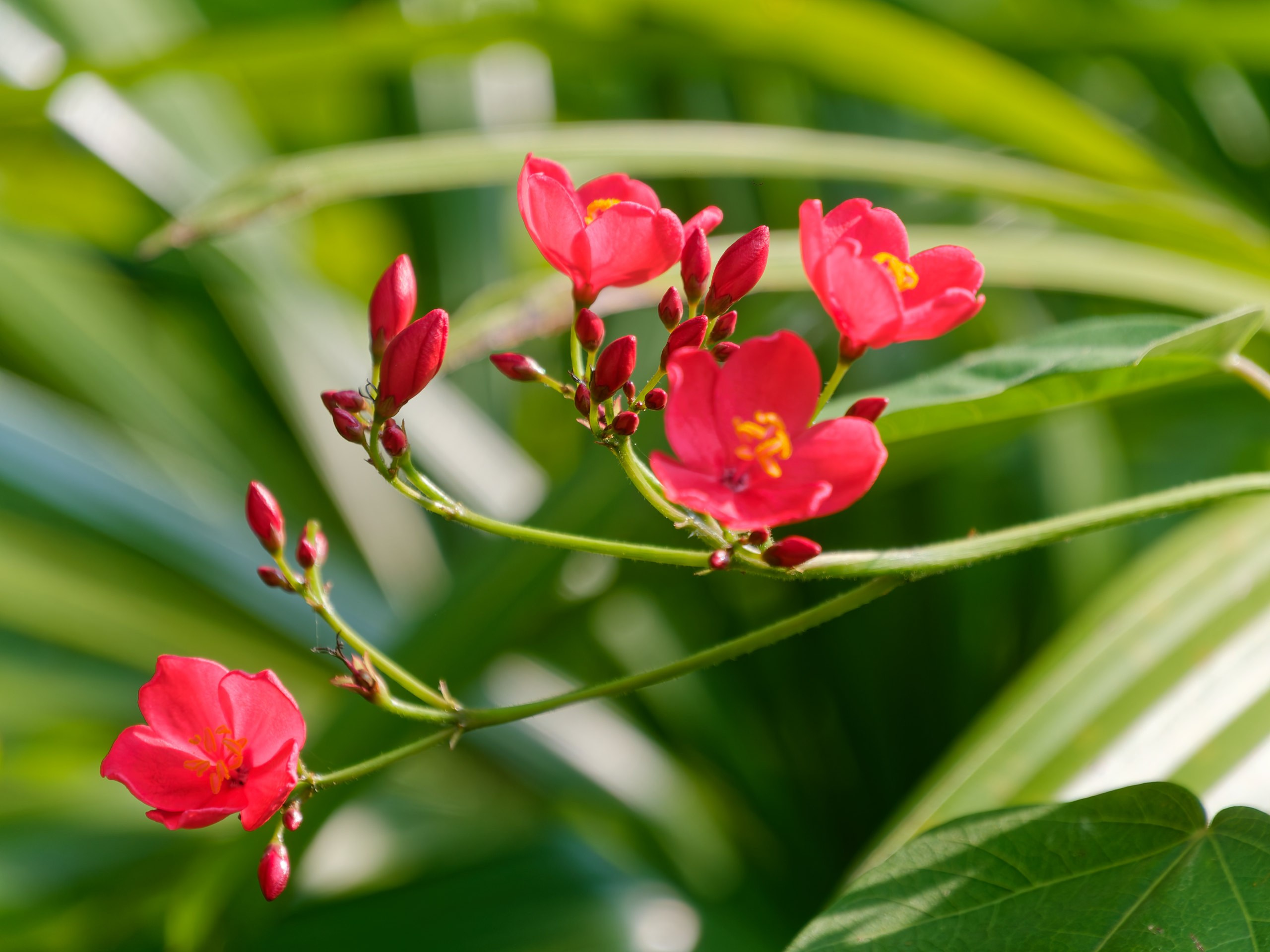 Хайнань 2026, флора, цветы и деревья. Фотопрогулки по Миру