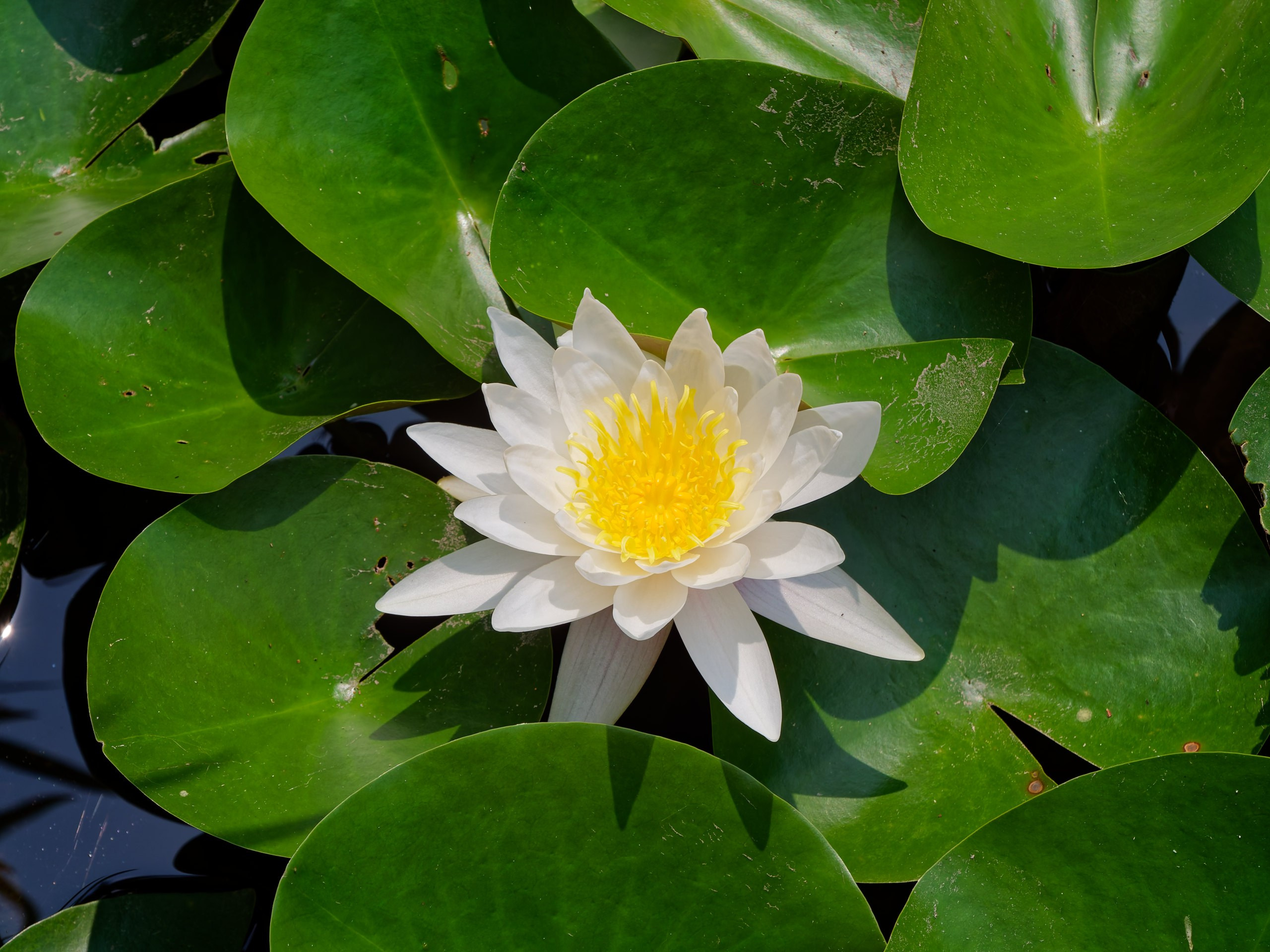 Хайнань 2026, флора, цветы и деревья. Фотопрогулки по Миру