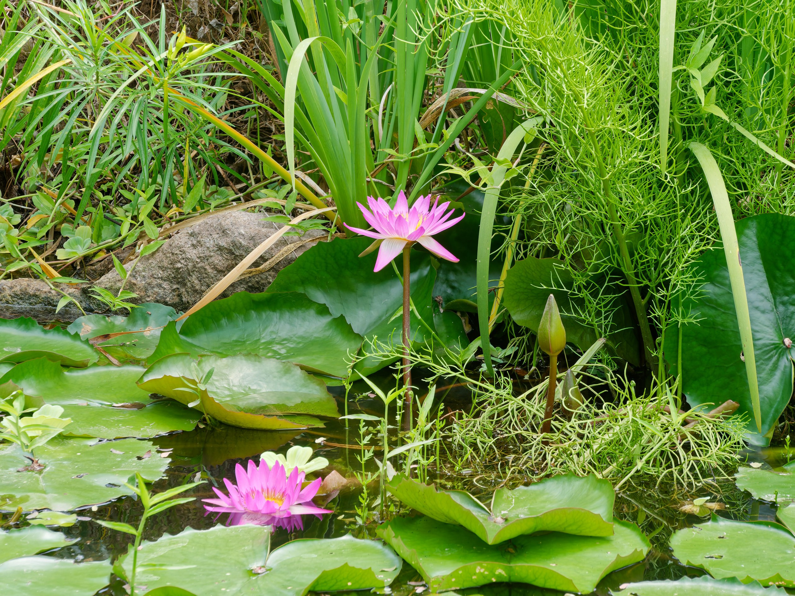Хайнань 2026, флора, цветы и деревья. Фотопрогулки по Миру