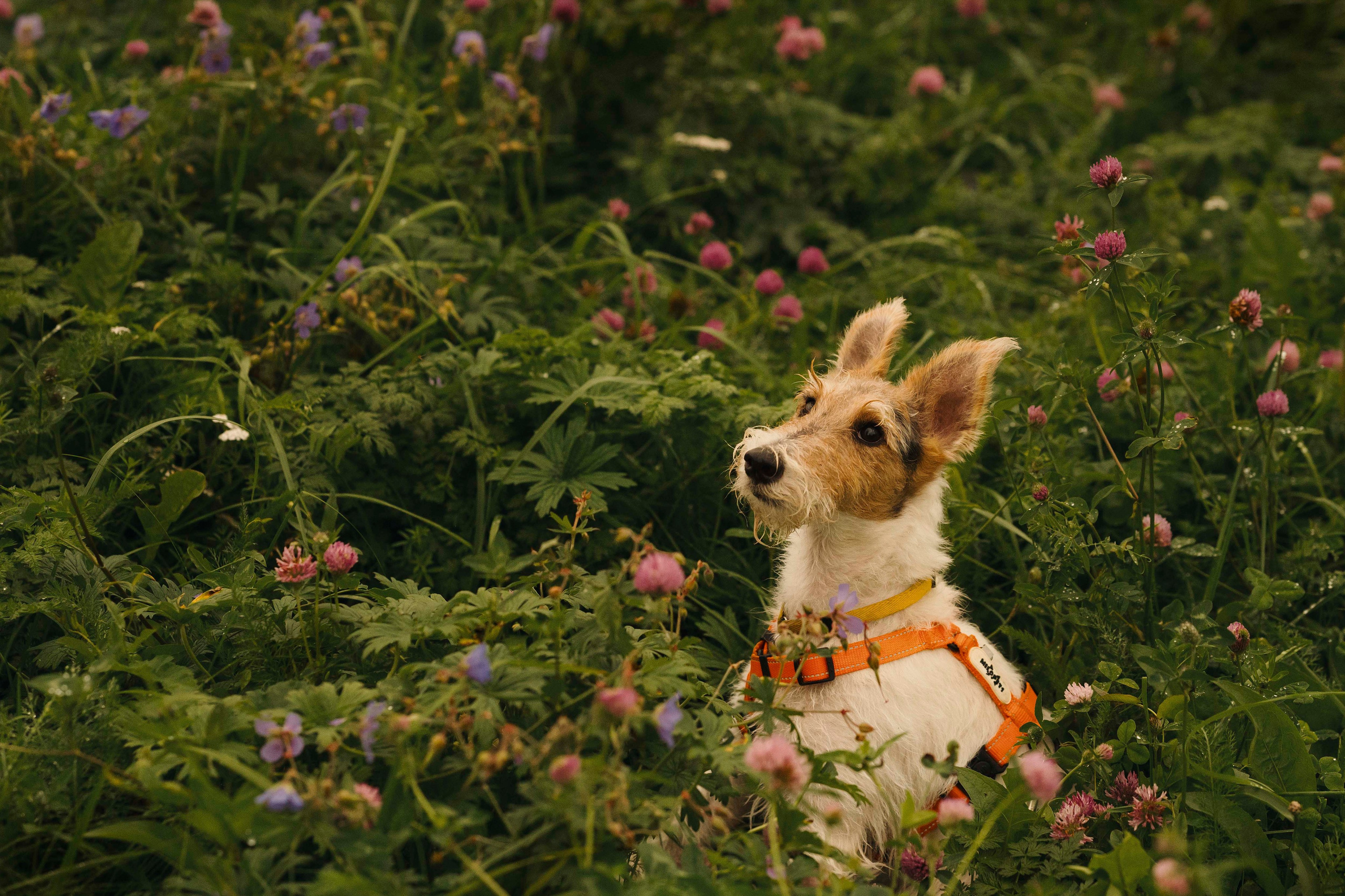Мартин. Фотограф- анималист Александра Матвеева
