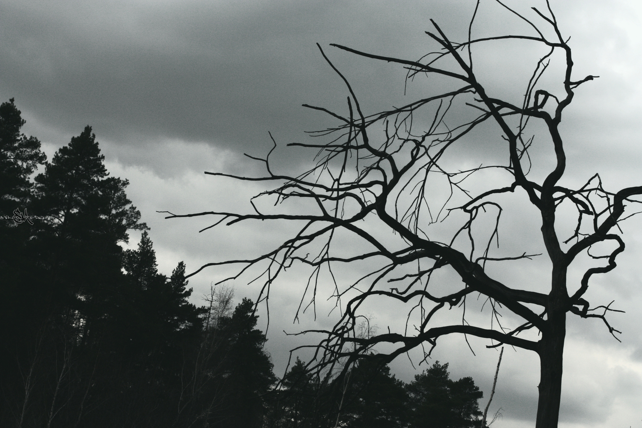 • Природа •. 𝐊𝐈𝐍𝐊. Фотография, как персональный фетиш