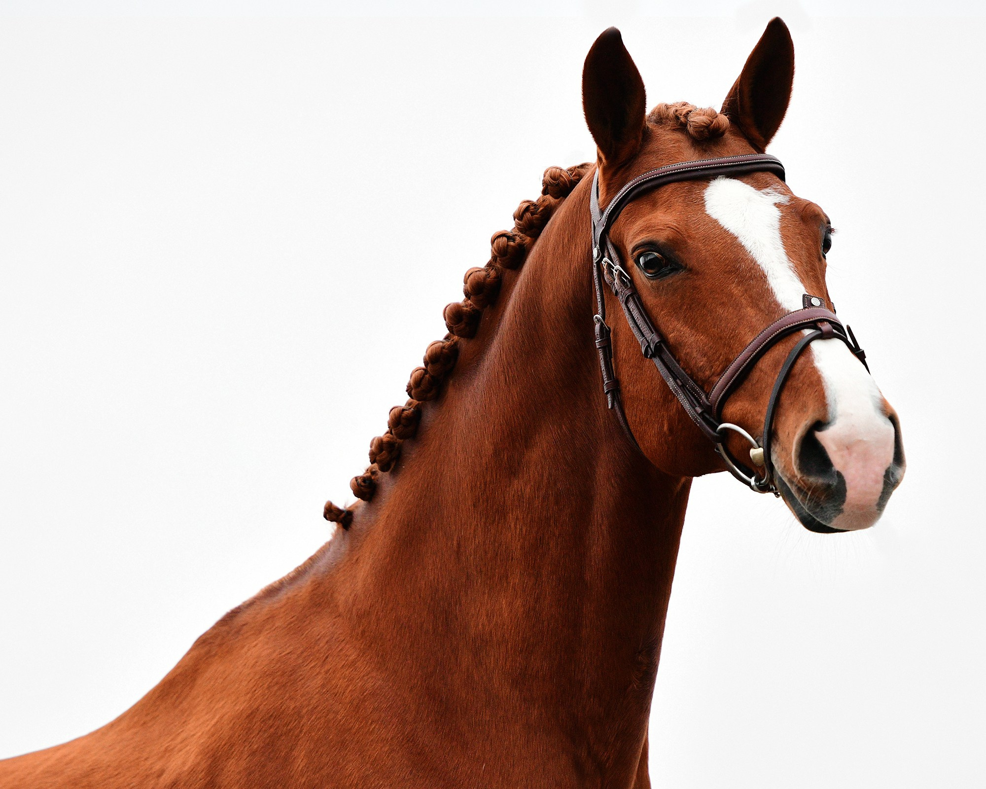 Портреты. Конный фотограф Alesya Safe