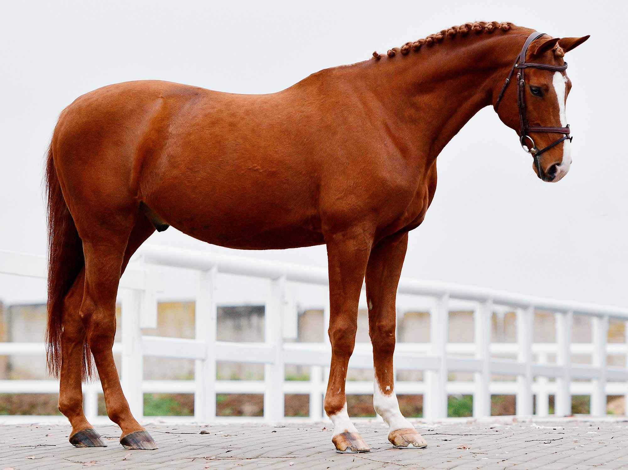 Экстерьер. Конный фотограф Alesya Safe