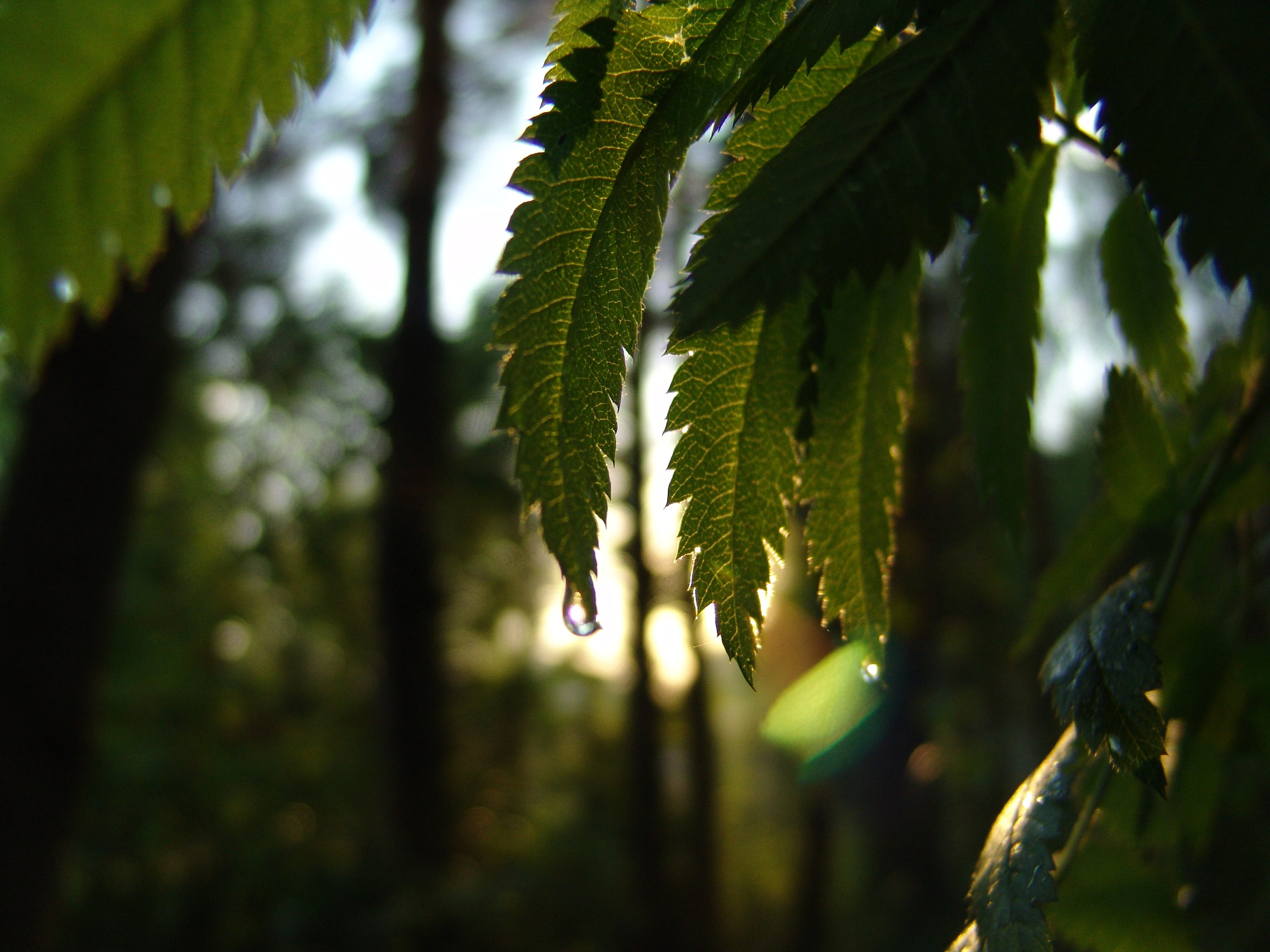 Приезд КС 2005. Заставка