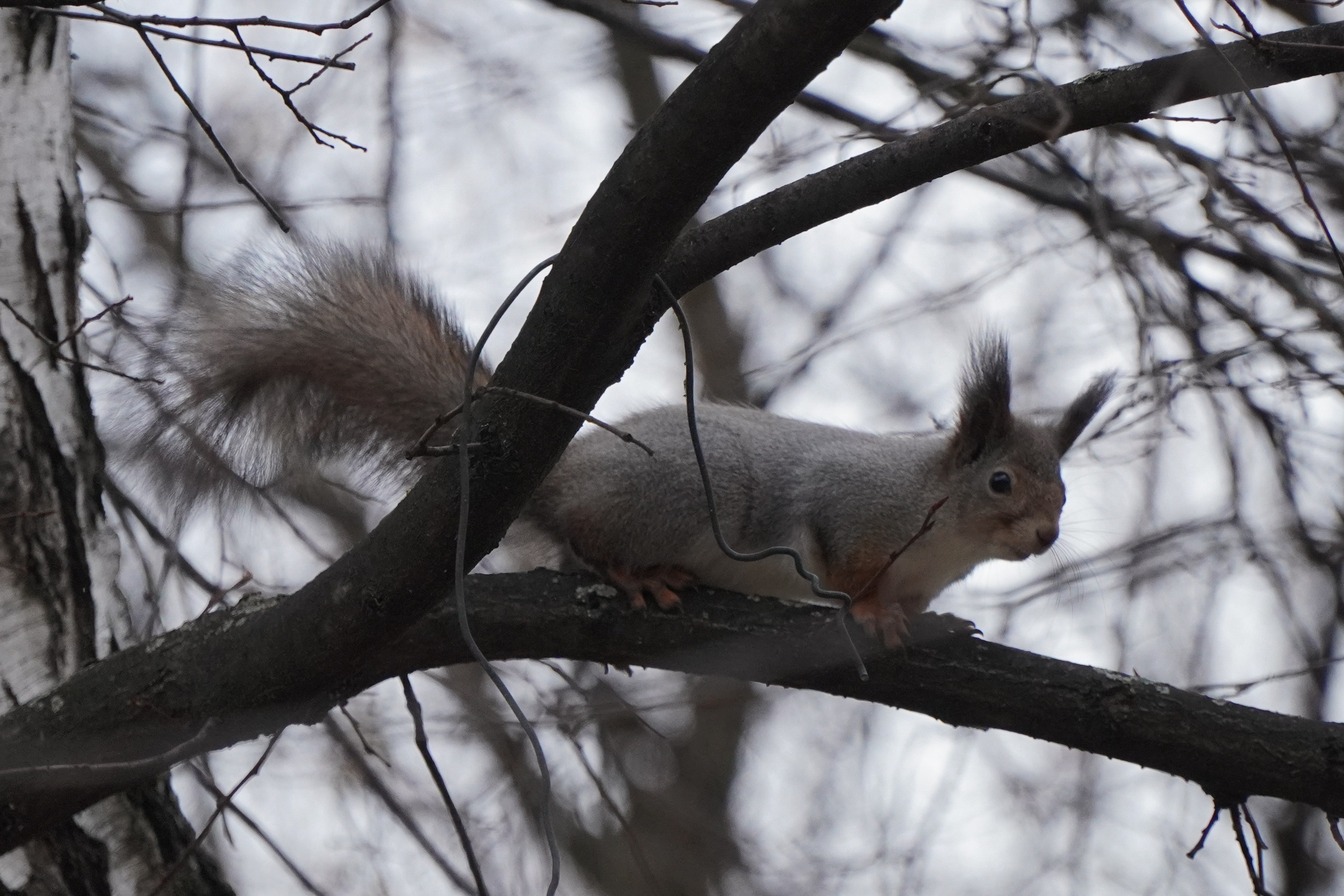 Зелёное Кольцо Москвы 2024 3-й этап. Роман Капилюшов. Бег. Фото. Видео. г. Люберцы
