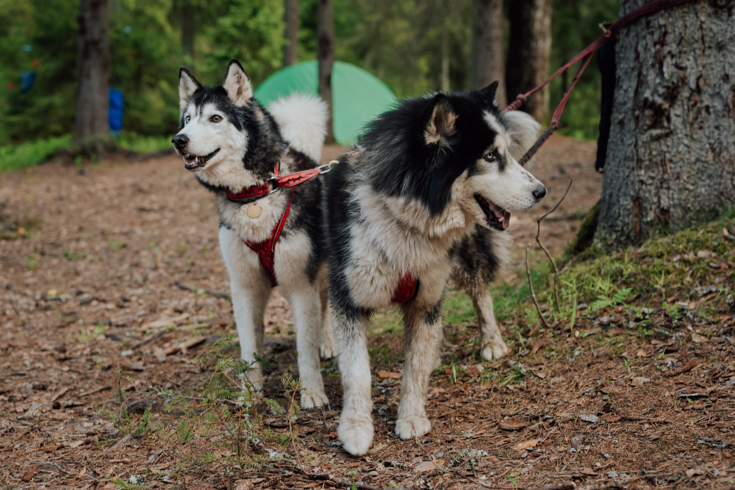 Догтрекинг. Фотограф в Санкт-Петербурге и Ленинградской области