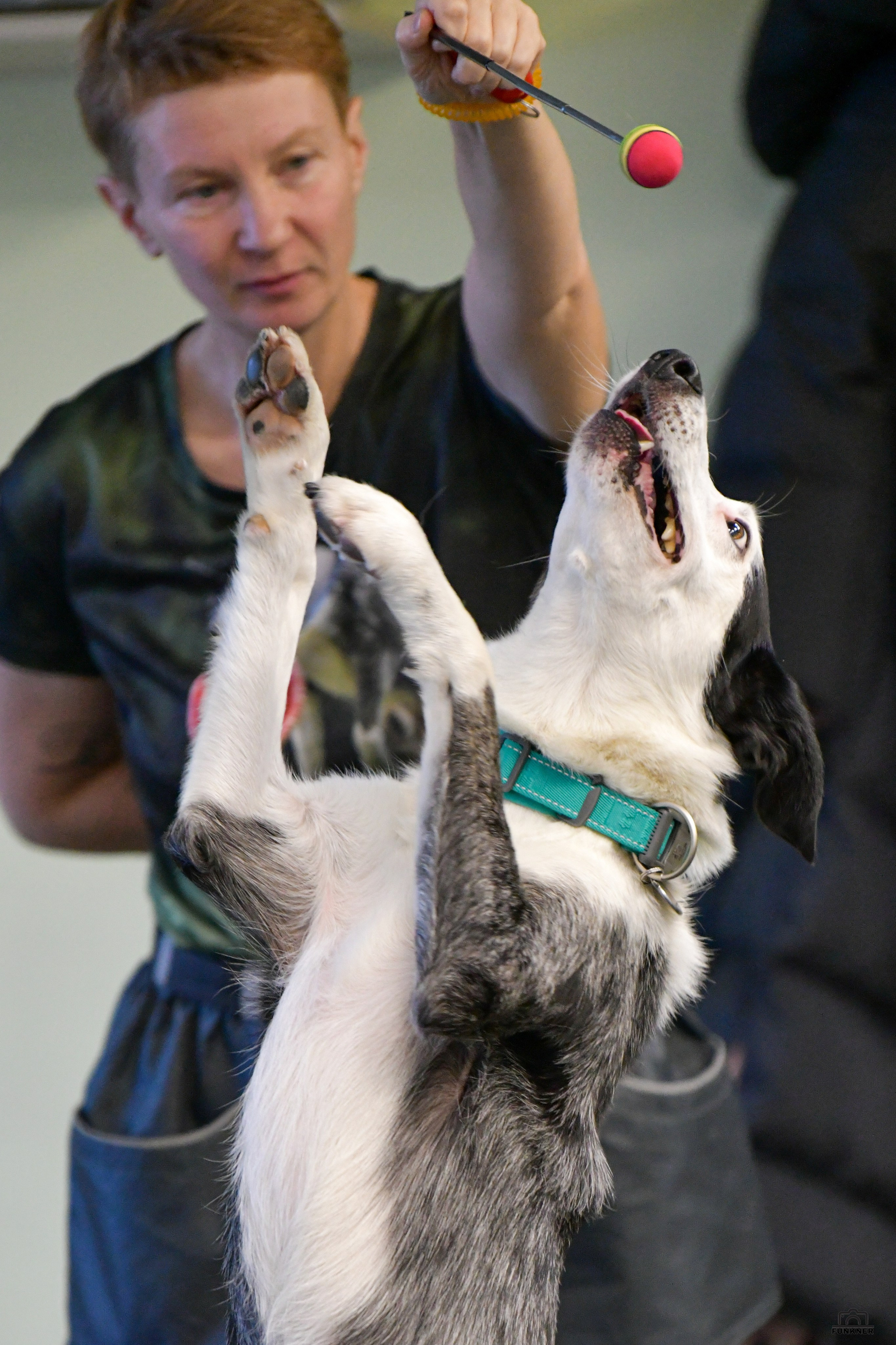 Кинологический клуб «Бодрый хвост». Свой взгляд через объектив