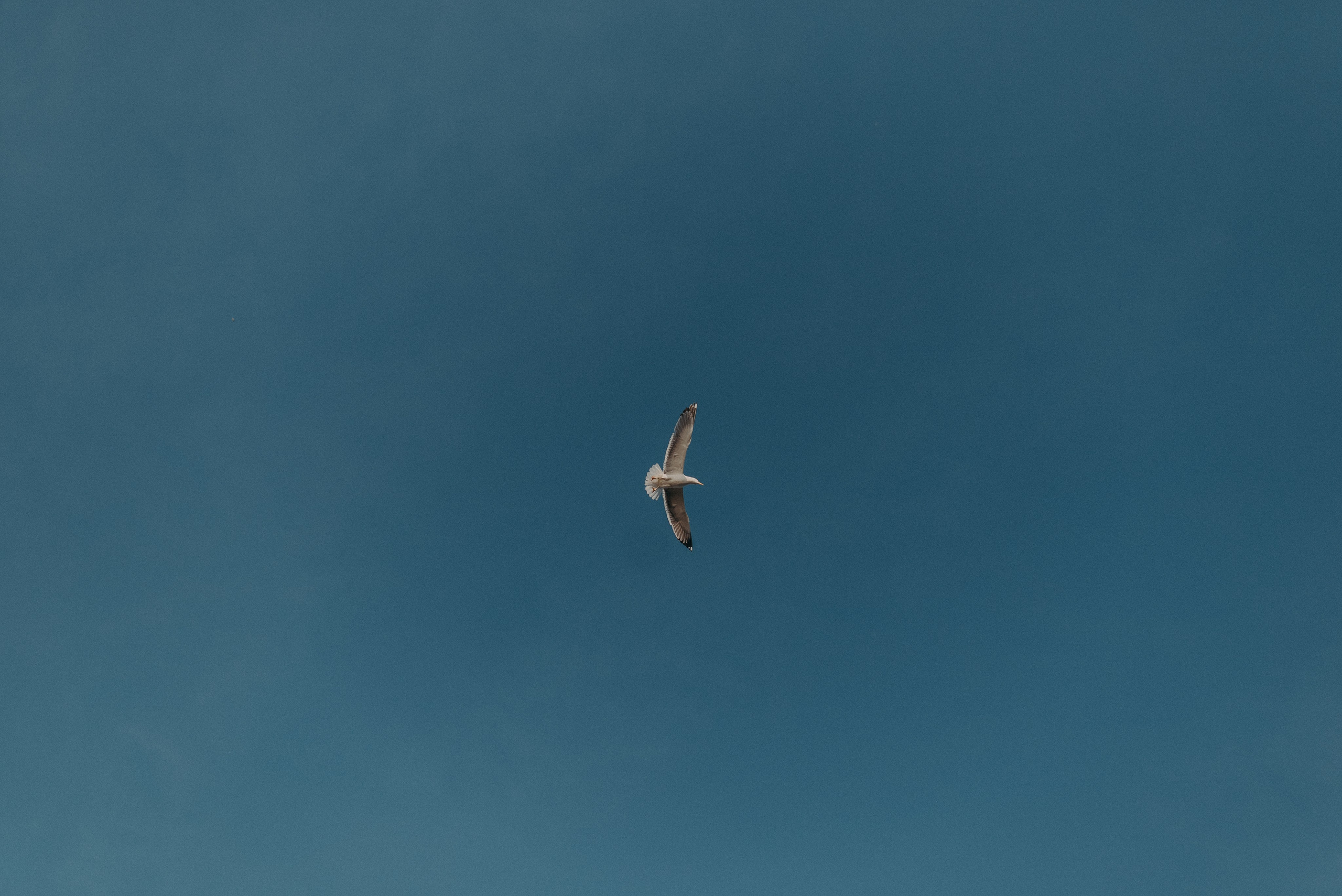 Шалаш среди леса. Главная