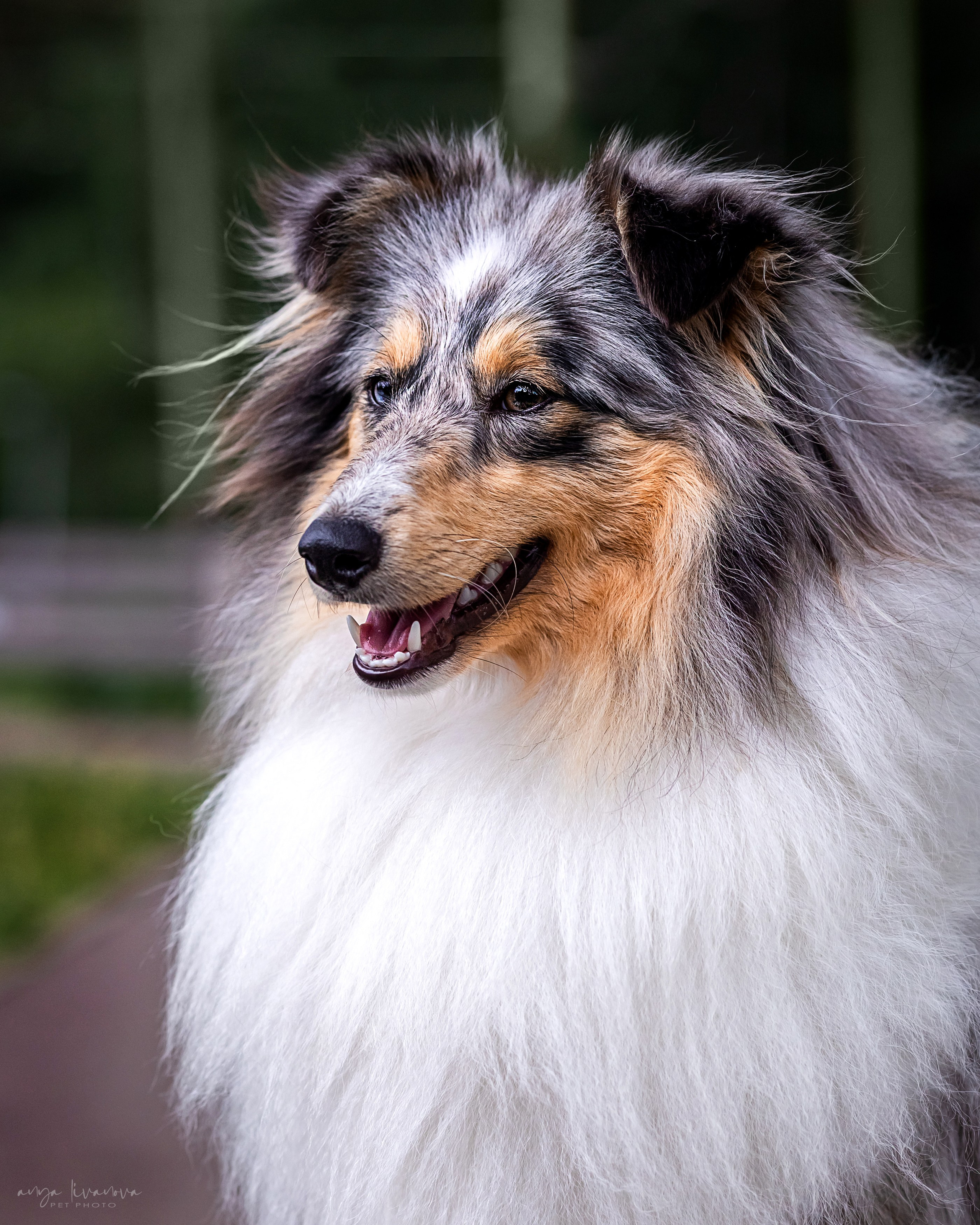 Шелти Мальвина и Марго. Фотограф анималист Аня Ливанова | Рыбинск