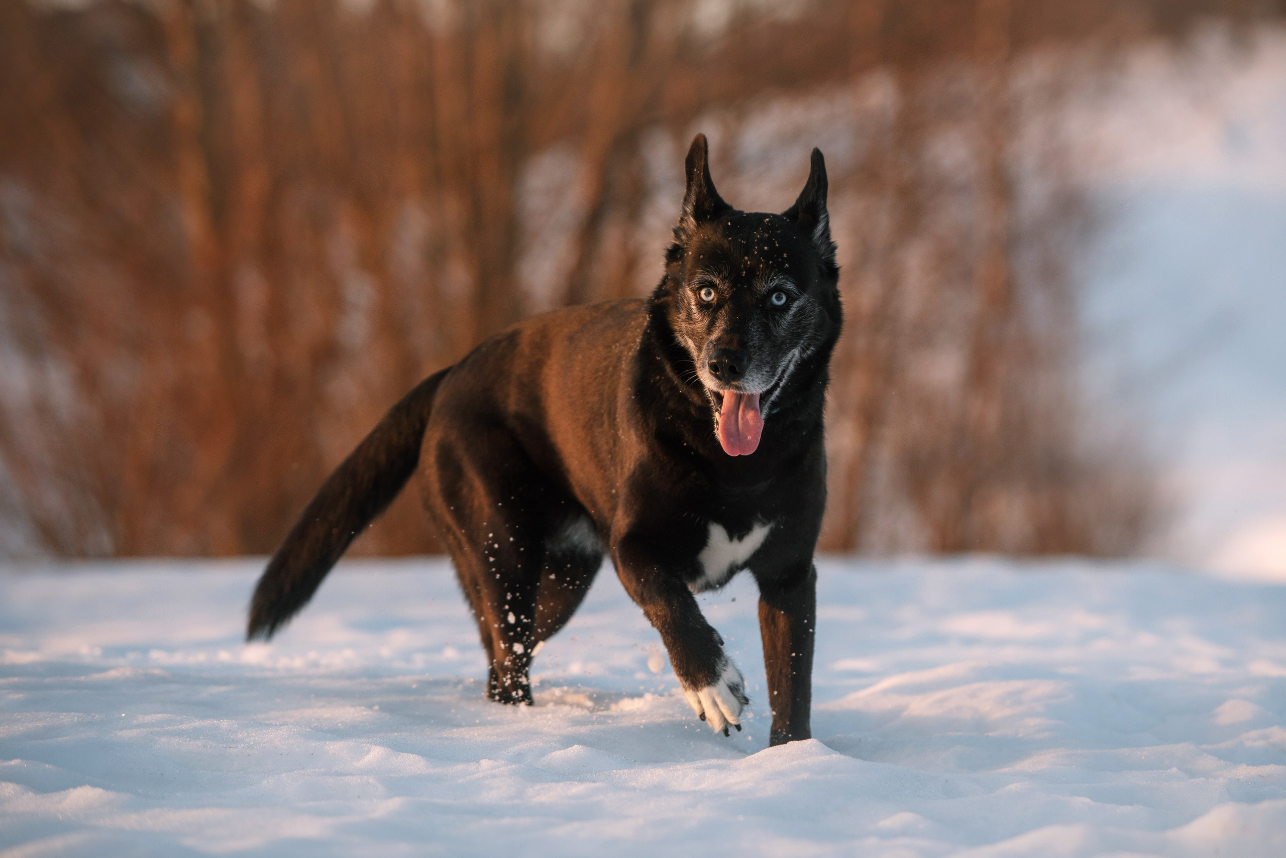 Лариса, Денис и Шепс. Фотограф Анна Тюрина