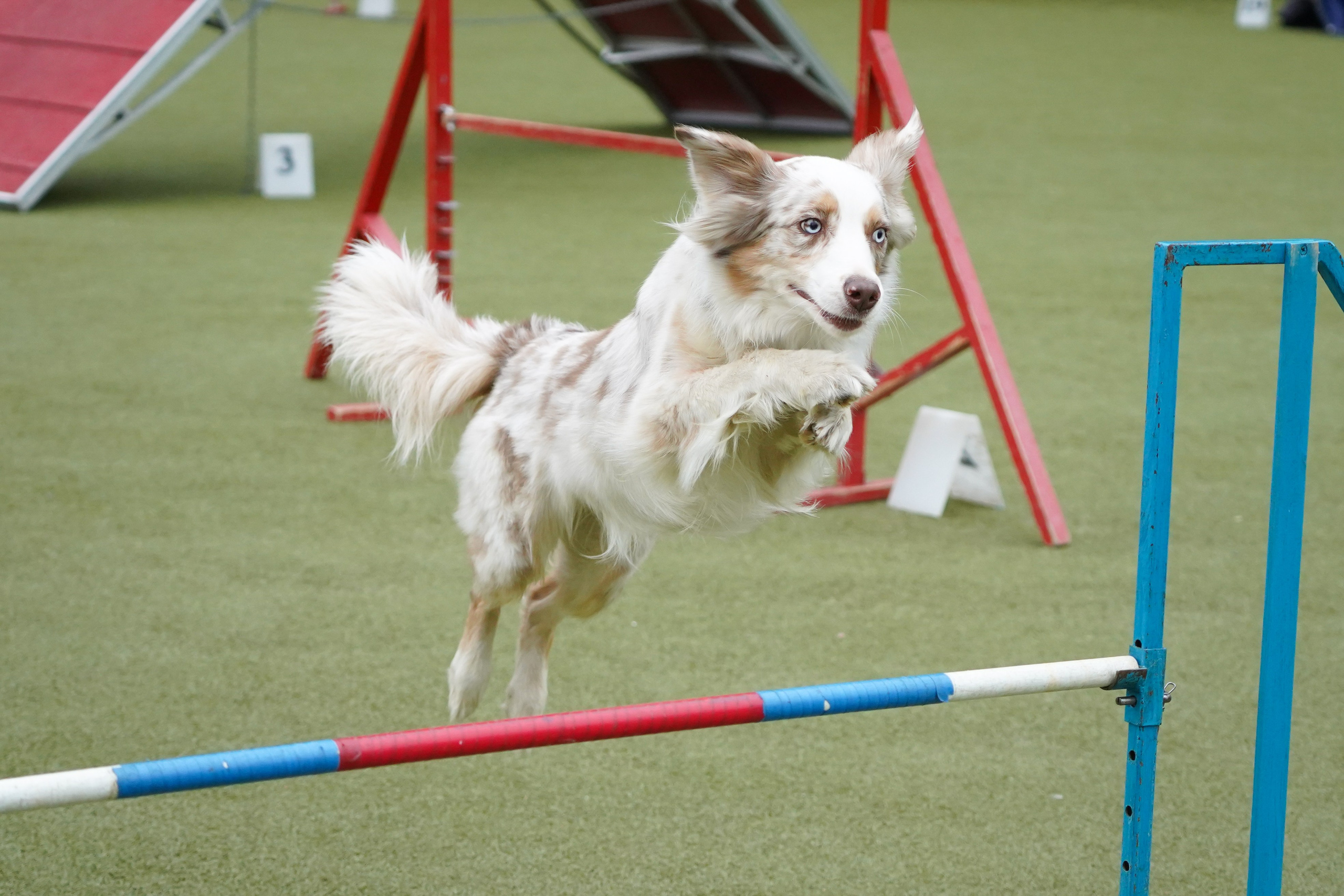 Аджилити 25.05.24, Санкт-Петербург. Фотограф-анималист Анастасия Большакова