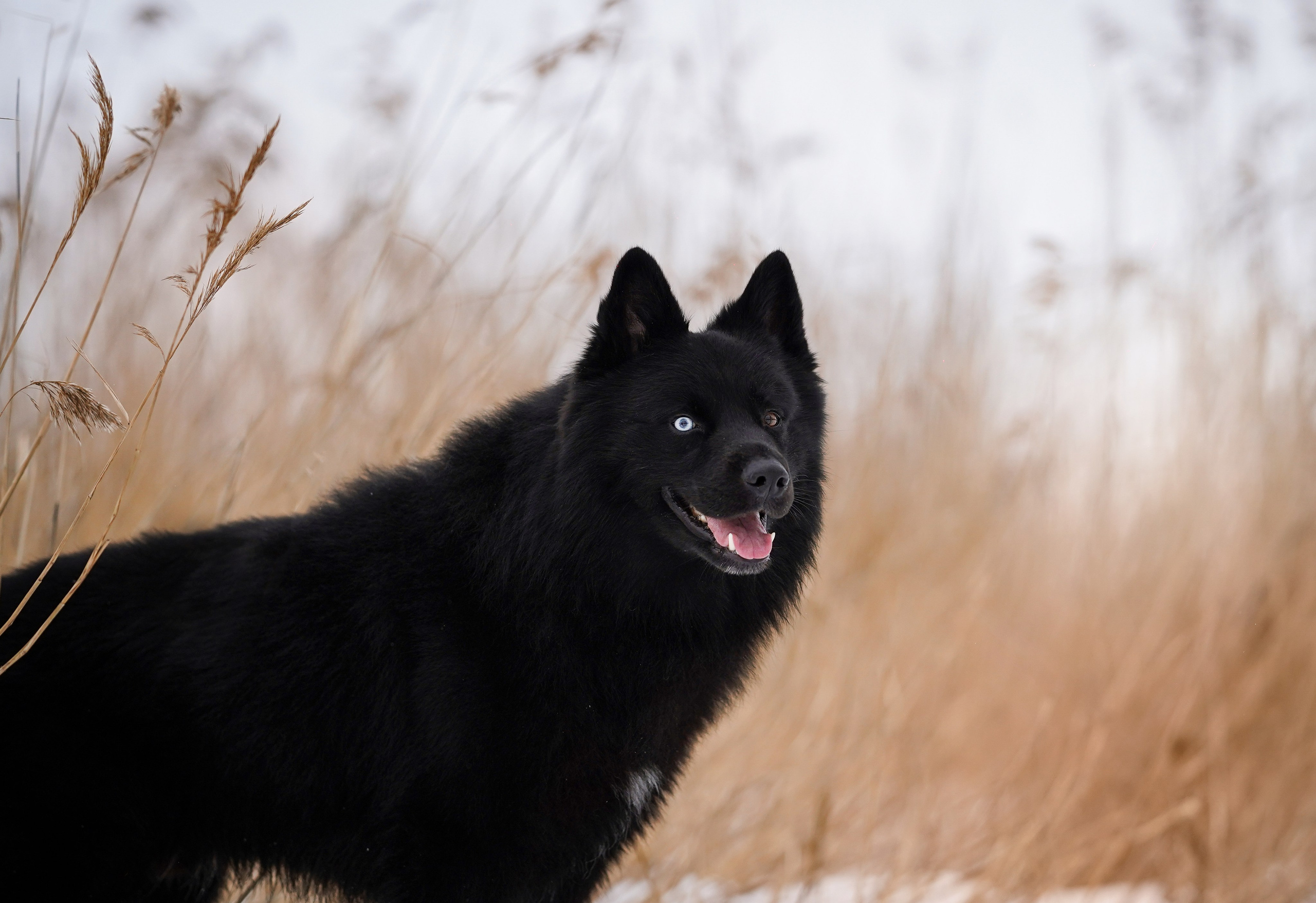 Лора Джанго и Хэппи. Фотограф-анималист в Санкт-Петербурге Яна Мартынова