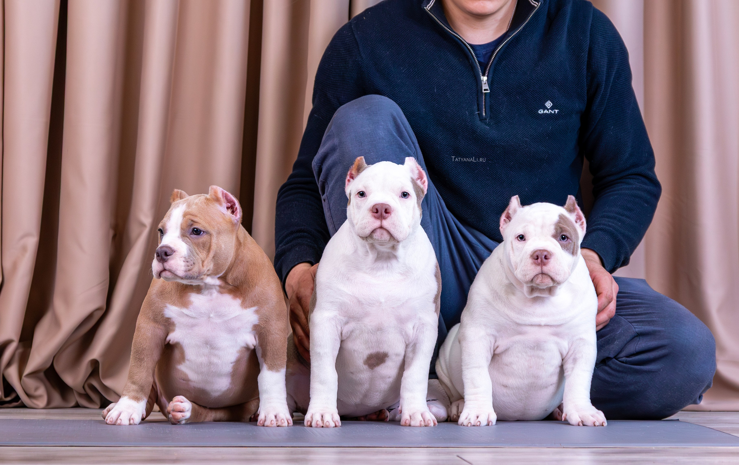 Американский булли. Фотограф — анималист Татьяна Ли