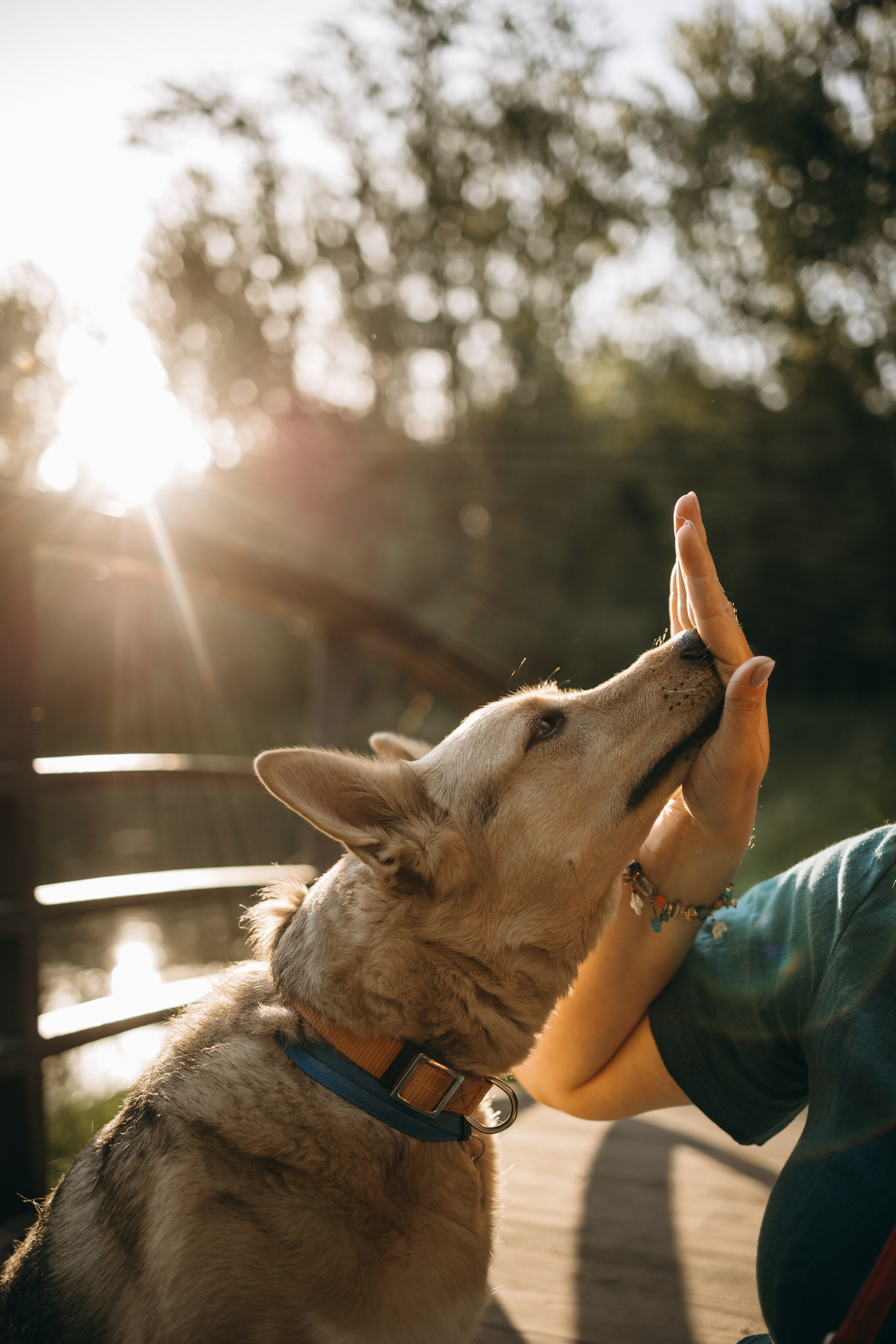 Татьяна, Сергей и их Булочка и Пончик. Фотограф — Анималист | Санкт-Петербург