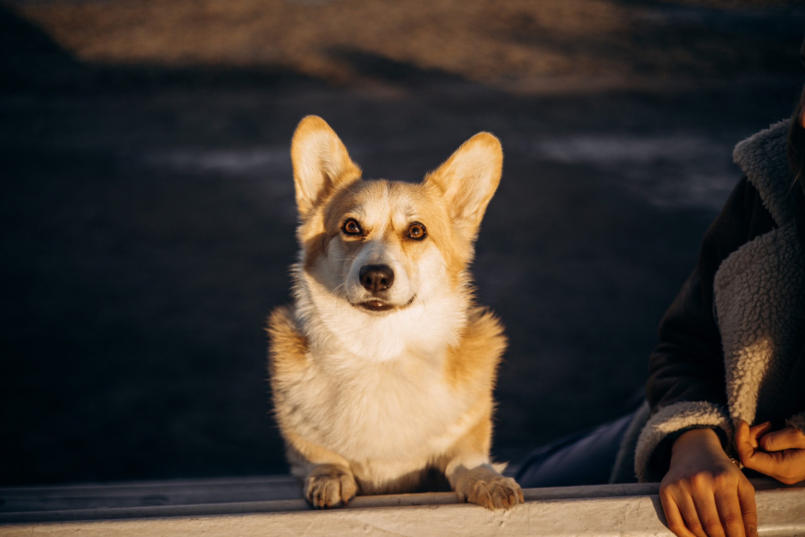 Настя и Ева. Фотограф — Анималист | Санкт-Петербург