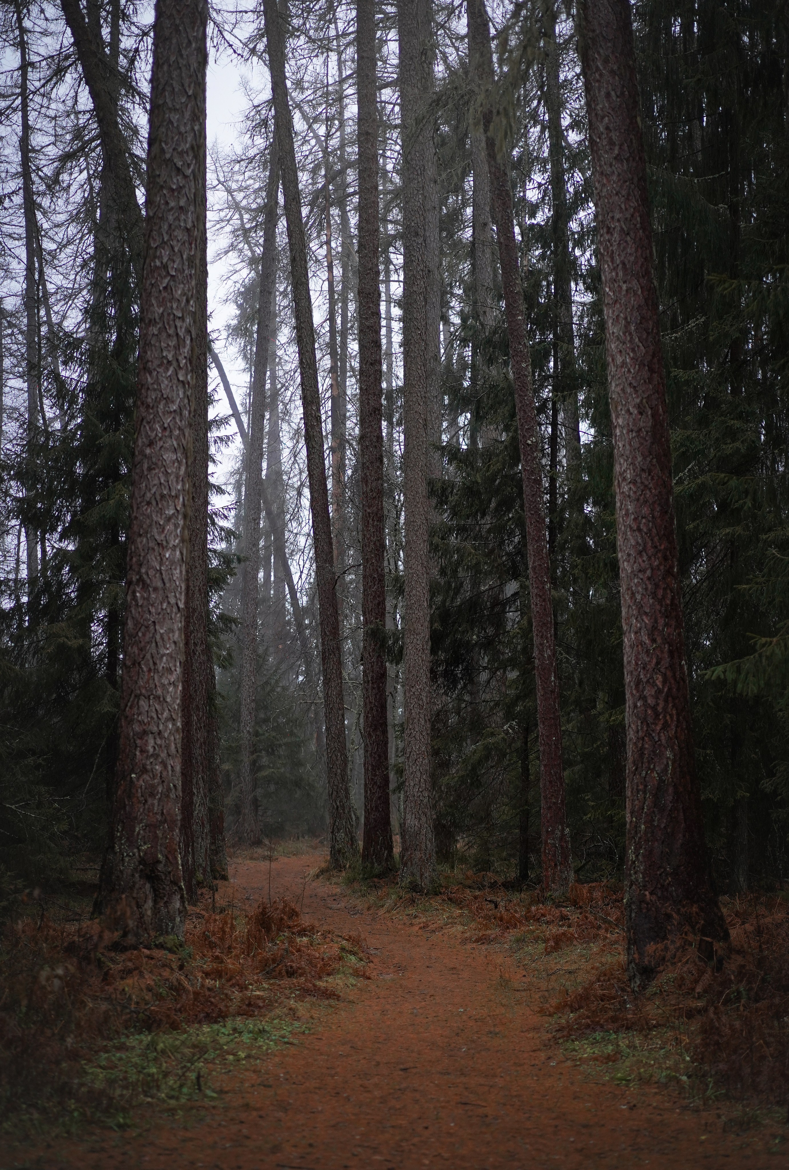 Панда Ноябрь. Фотограф-анималист в Санкт-Петербурге Яна Мартынова