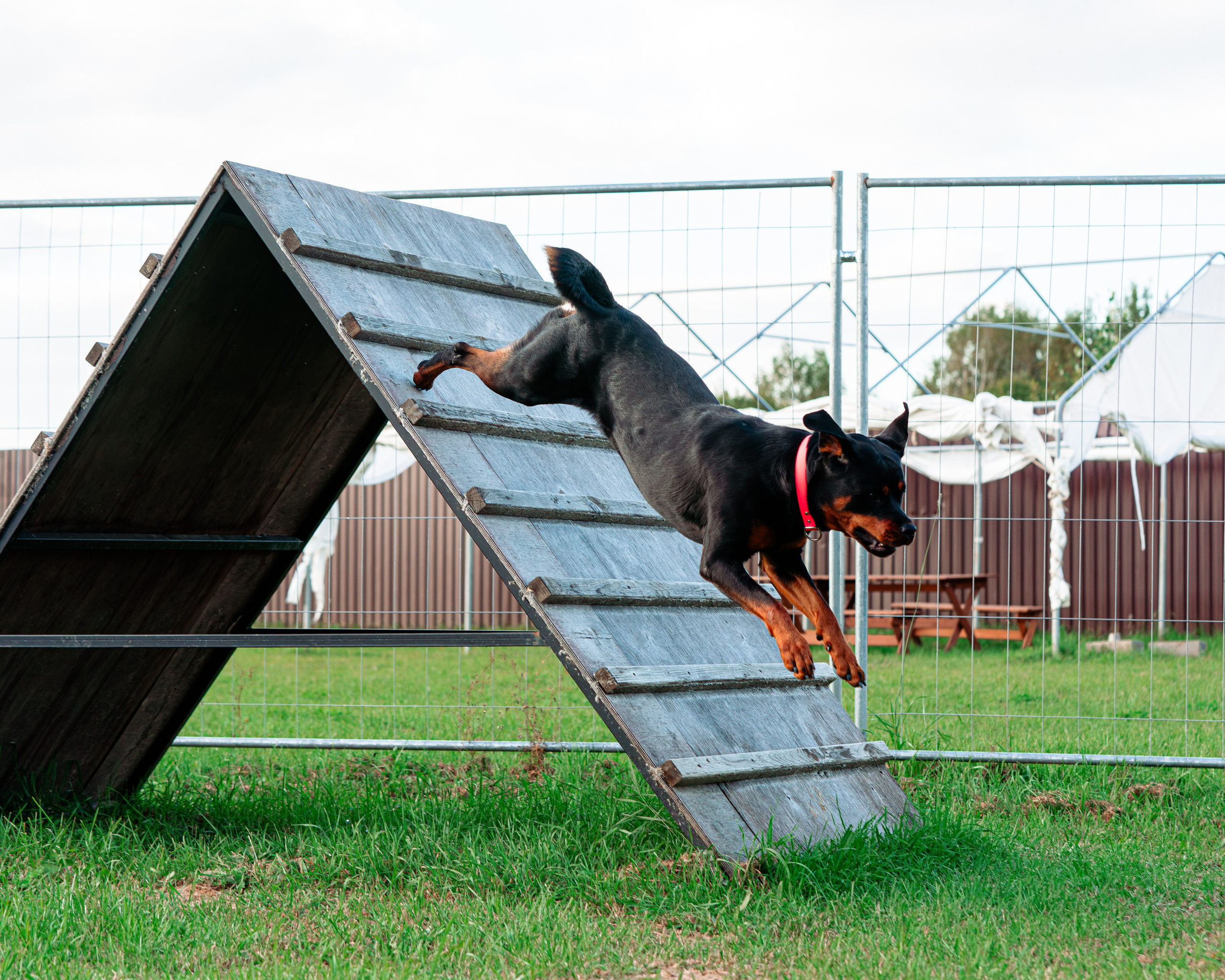 Ваш путь к ПОБЕДЕ (ТРЕНИРОВКИ). Фотограф-анималист, семейный фотограф в Москве и Подмосковье. Фотосъёмка кинологических дисциплин