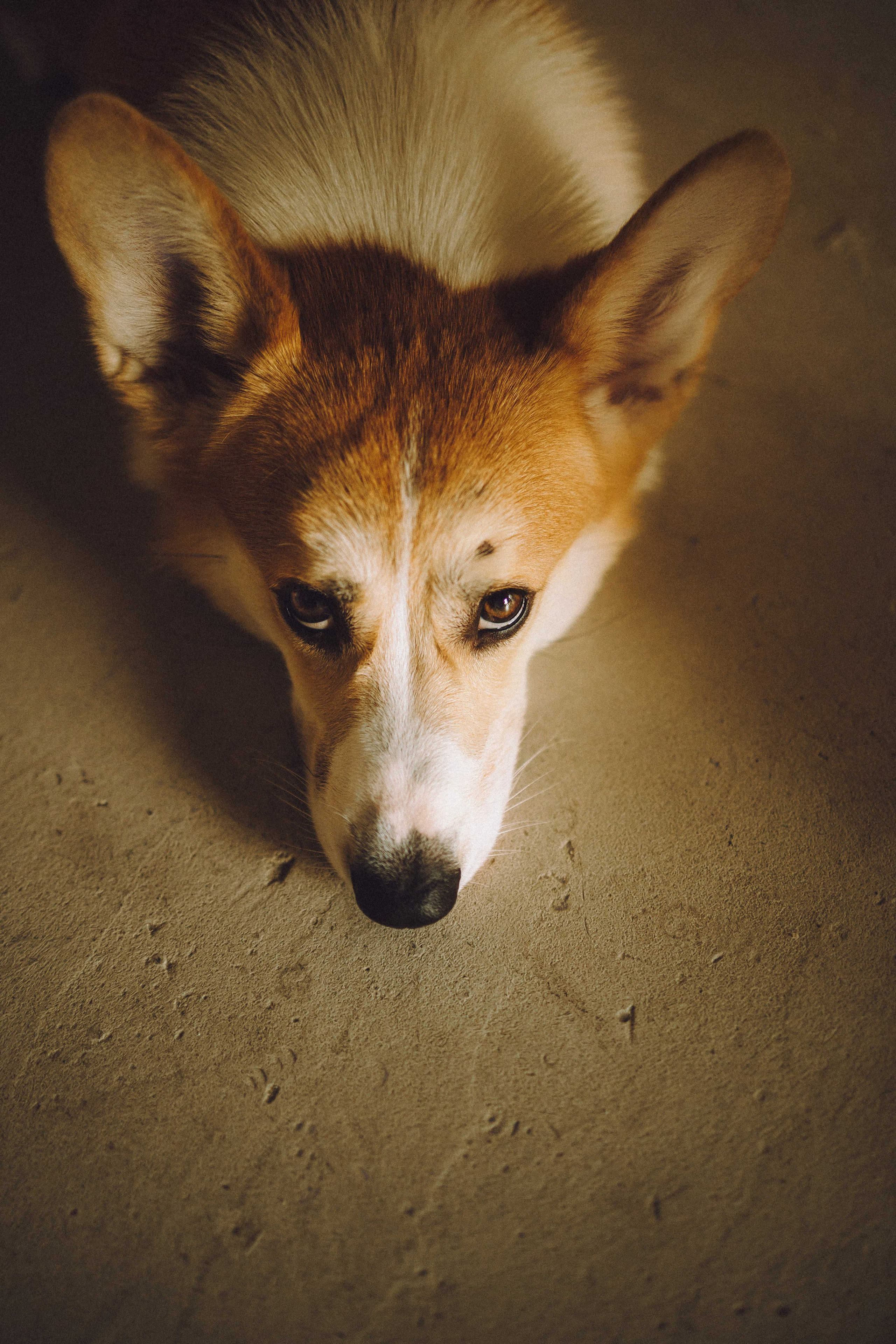 Наталья, Евгений и Мерлин