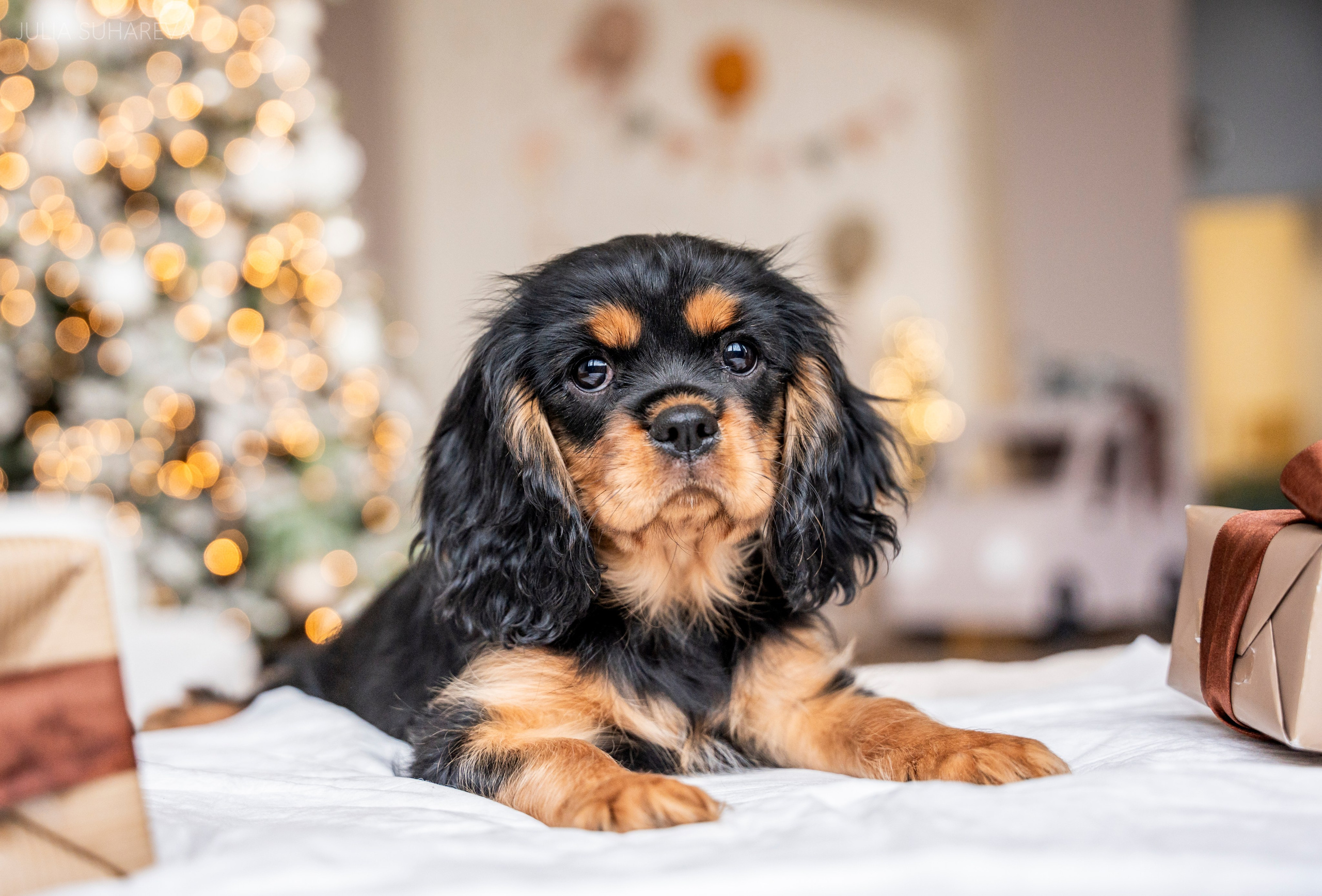 Щенки Кавалер кинг-чарльз-спаниель (Новый год). Главная