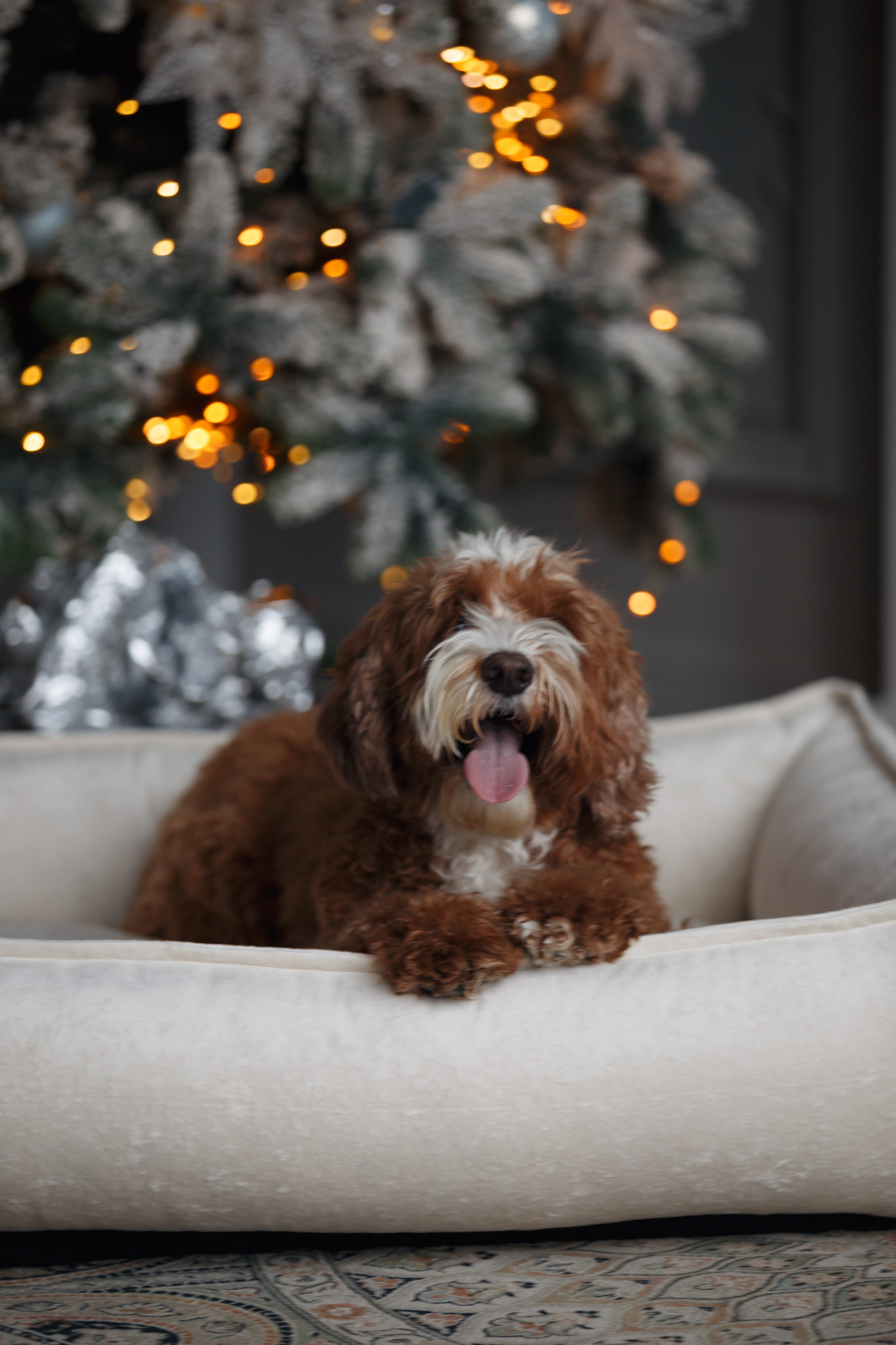 Bmbh лежанки и адресники. Фотограф анималист Кристина Карпова, Москва